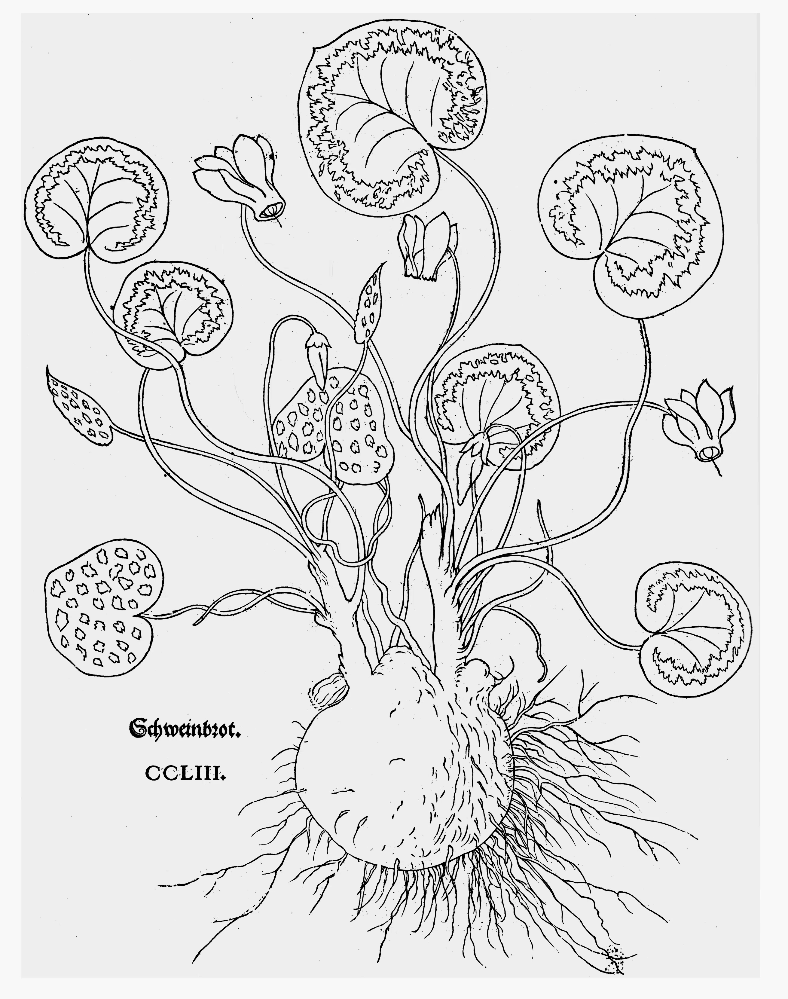 植物画とは何か＞（3）：博物画とは?美術か？ 西洋絵画、東洋絵画の