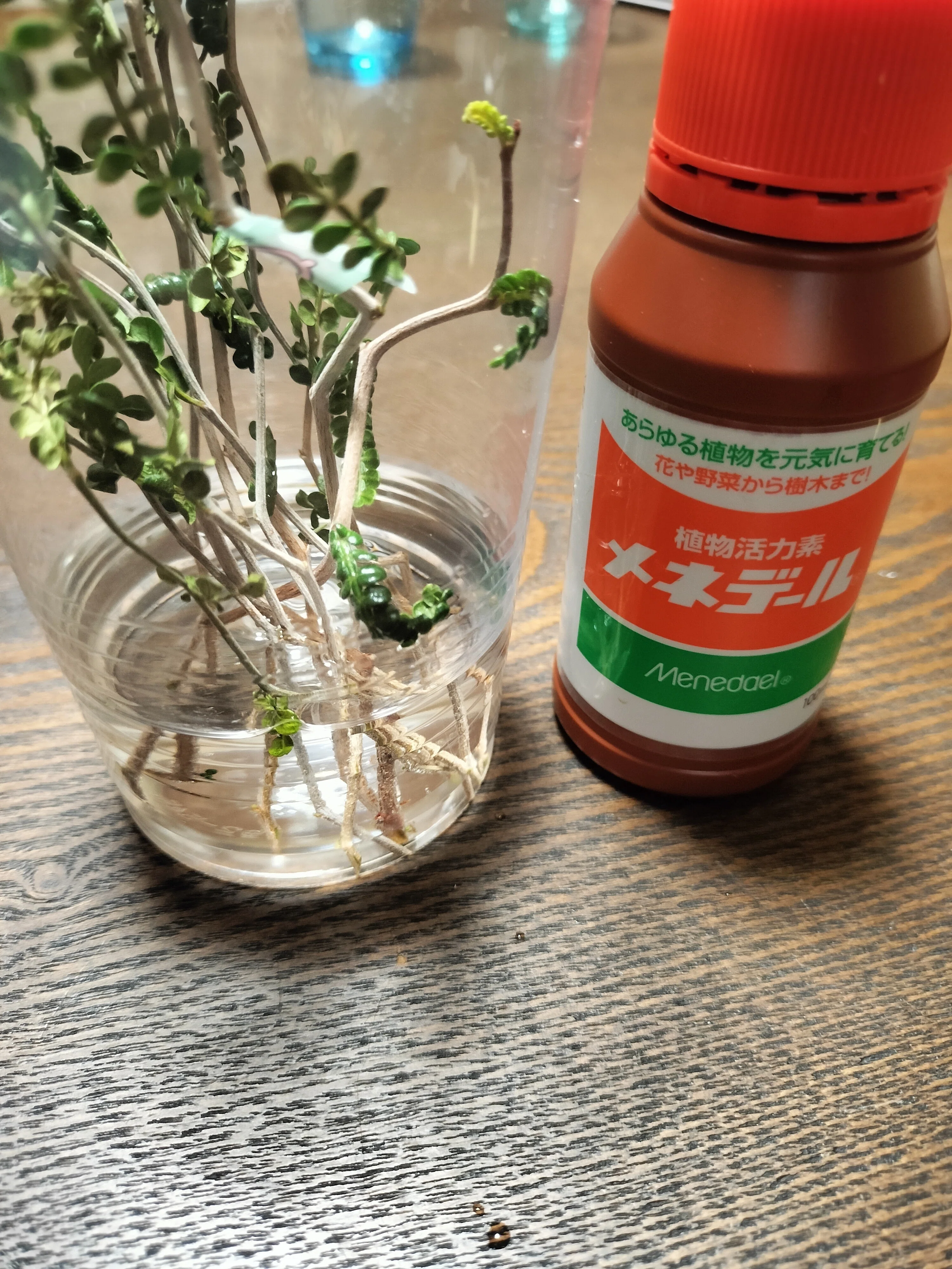 パキプス｜挿し木の記録｜こいじ