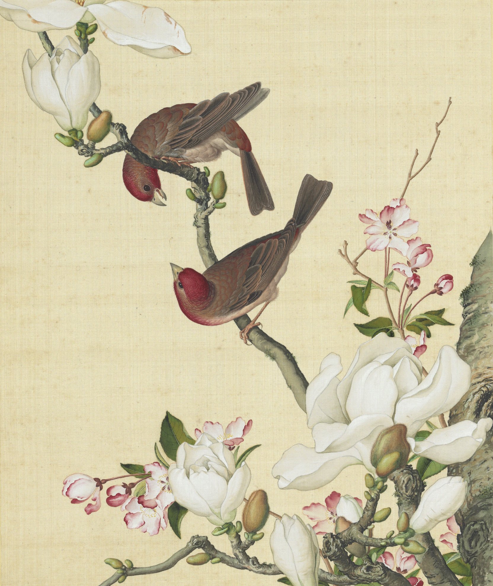 図録『永遠に花咲く庭　17ー19世紀の西洋植物画』 81KER9StcQL._AC_UF350,