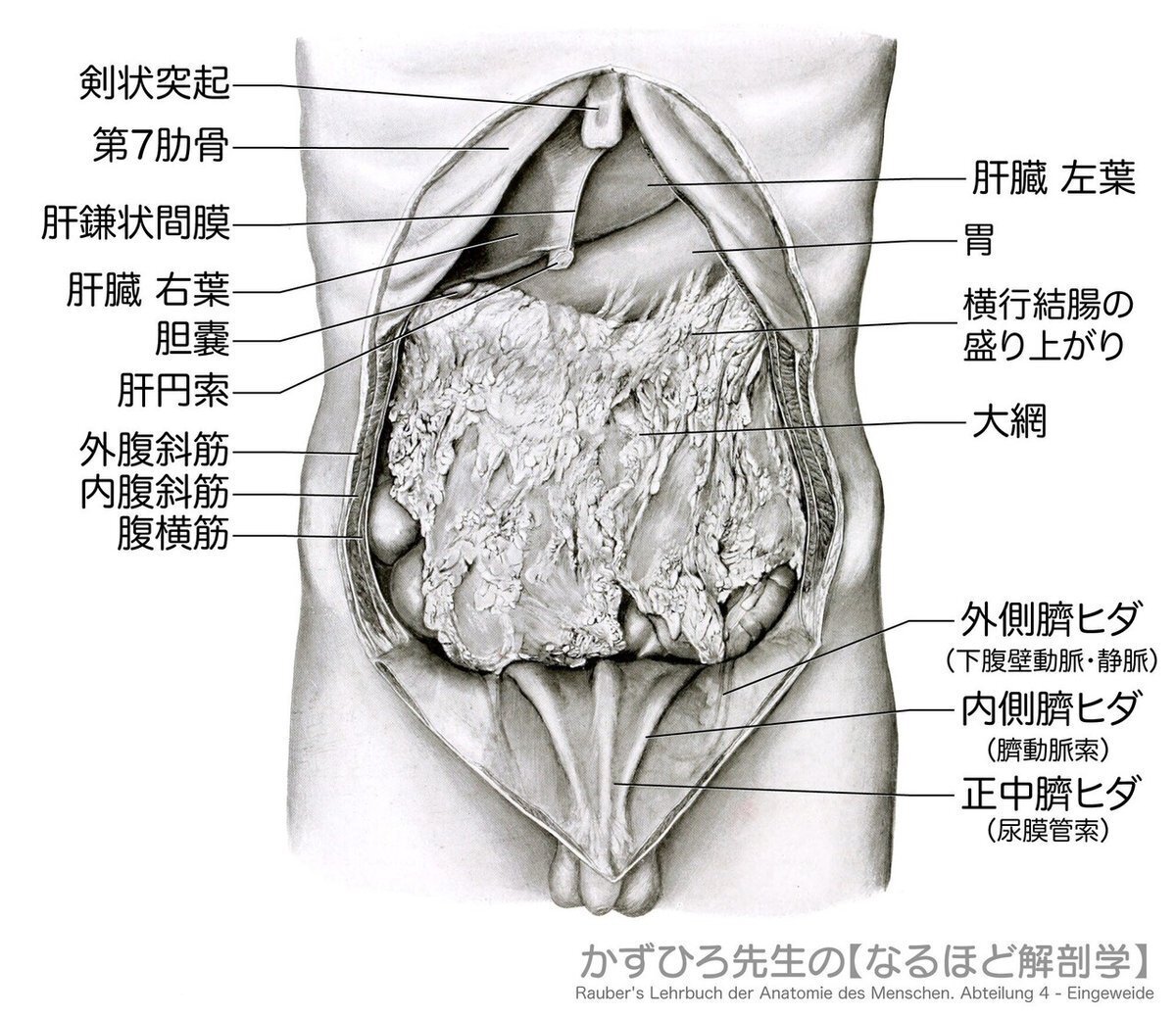 わかりやすい解剖生理学】 消化器系② 胃・小腸 解説｜かずひろ先生