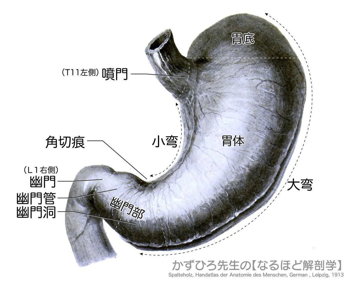 【わかりやすい解剖生理学】 消化器系② 胃・小腸 解説|かずひろ先生(黒澤一弘|解剖×教育×AI)