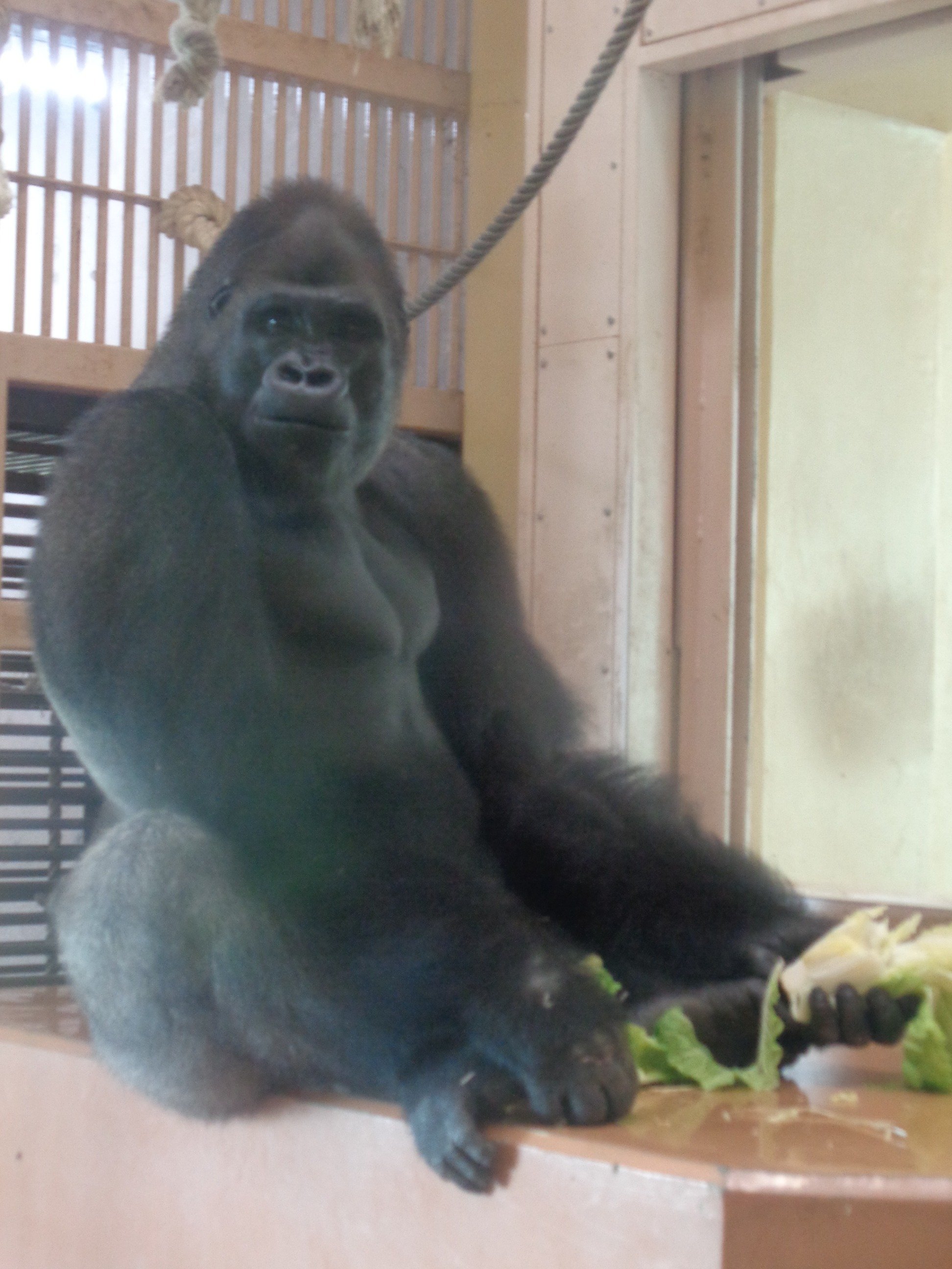 日本ゴリラ化計画】名古屋編2025夏③父シャバーニと息子キヨマサ