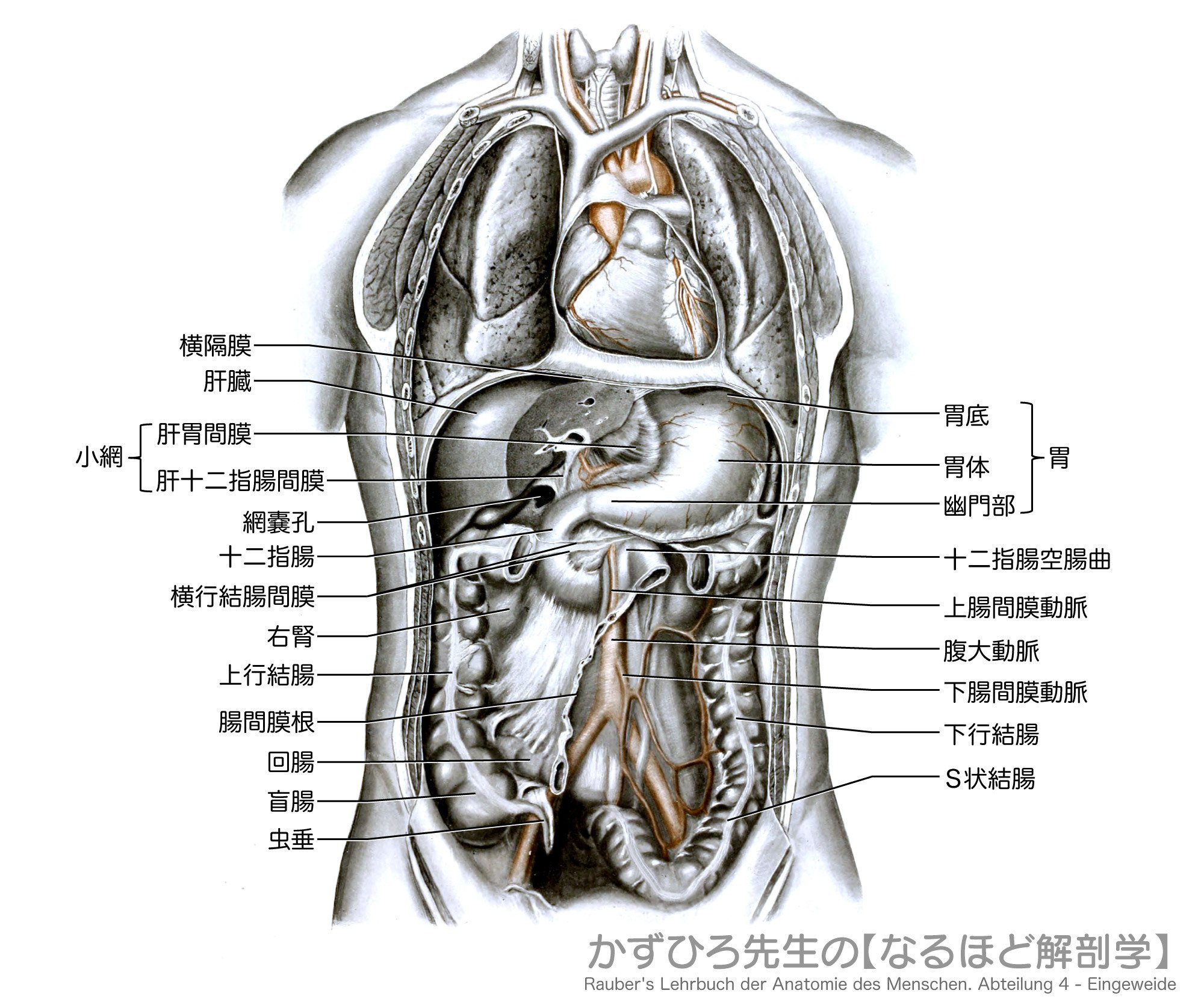 医学図譜集 消化器編II 【Frank H. Netter】解剖学専門書 医学 楽天市場】人体解剖学図譜集 解剖学図鑑 医学チャート OR002