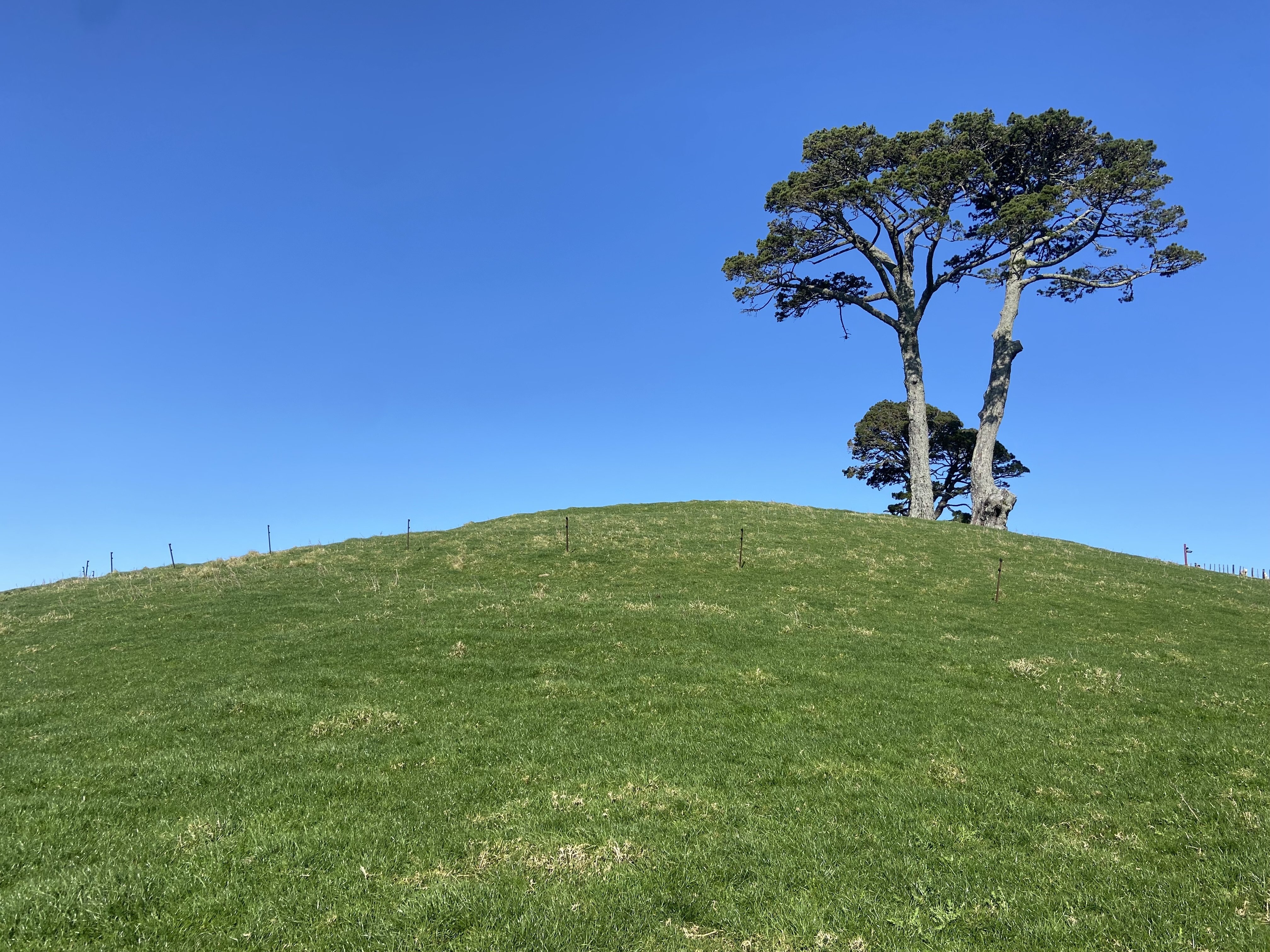 ニュージーランド(トケラウ、ロス、ニウエ含)1960年代　全７３枚　BH-R 楽天市場】2021年新品 トケラウ NZ領トケラウ 5ドル クロノス銀貨 1