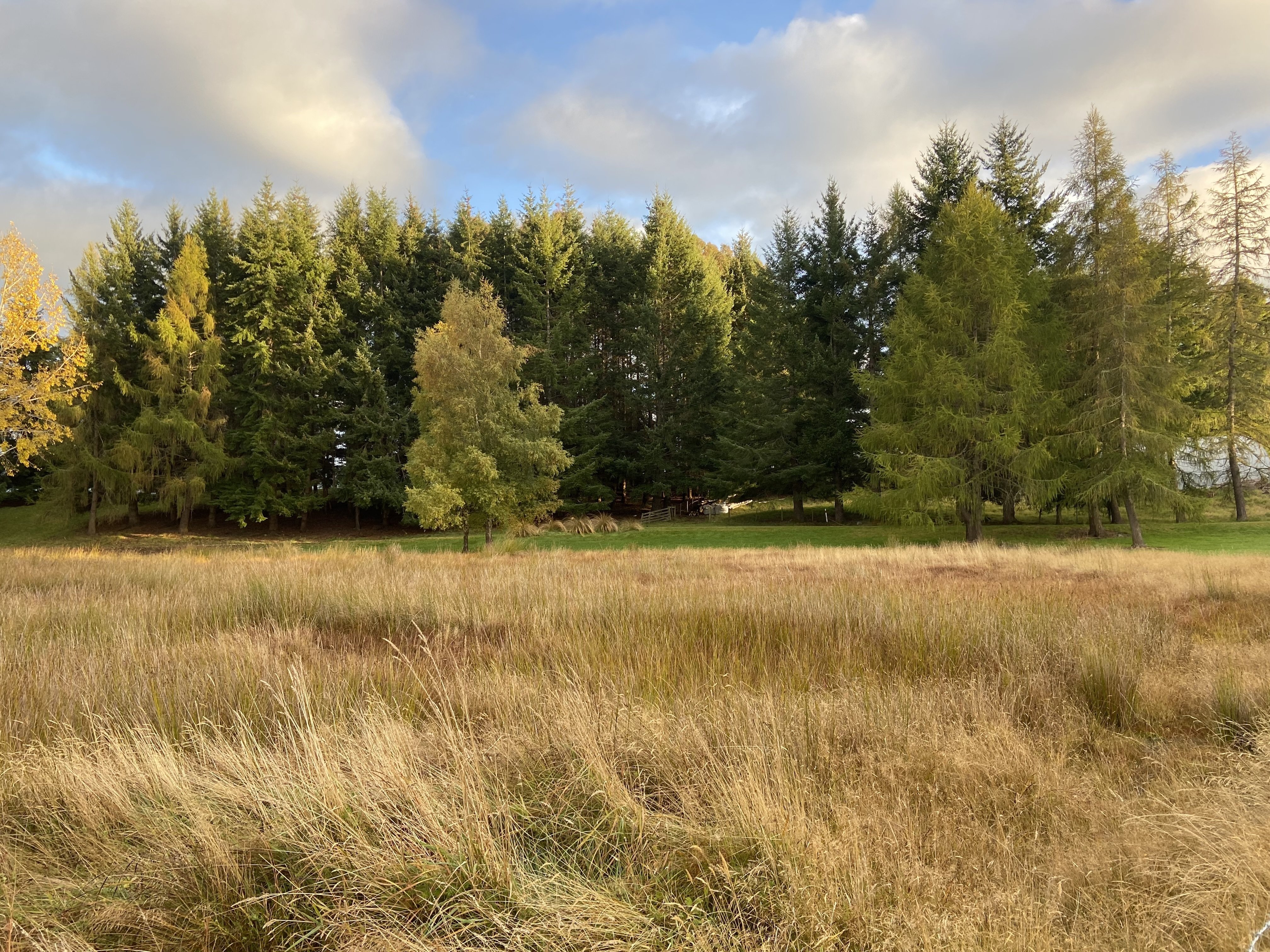 ニュージーランド(トケラウ、ロス、ニウエ含)1960年代　全７３枚　BH-R 楽天市場】2021年新品 トケラウ NZ領トケラウ 5ドル クロノス銀貨 1