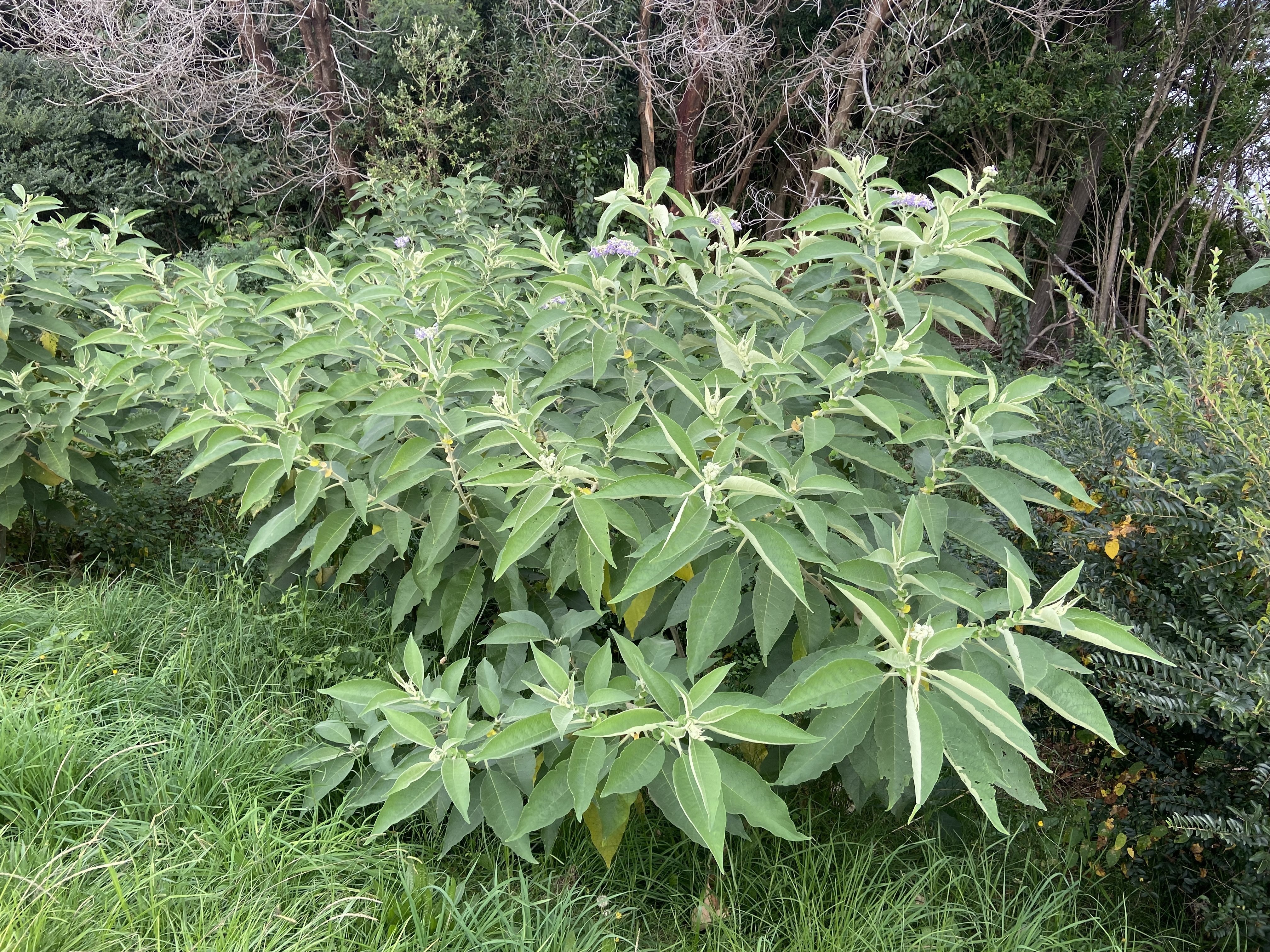 ニュージーランドの住宅街は、なぜ緑が多いのか？ その③ 〜熱意が知識