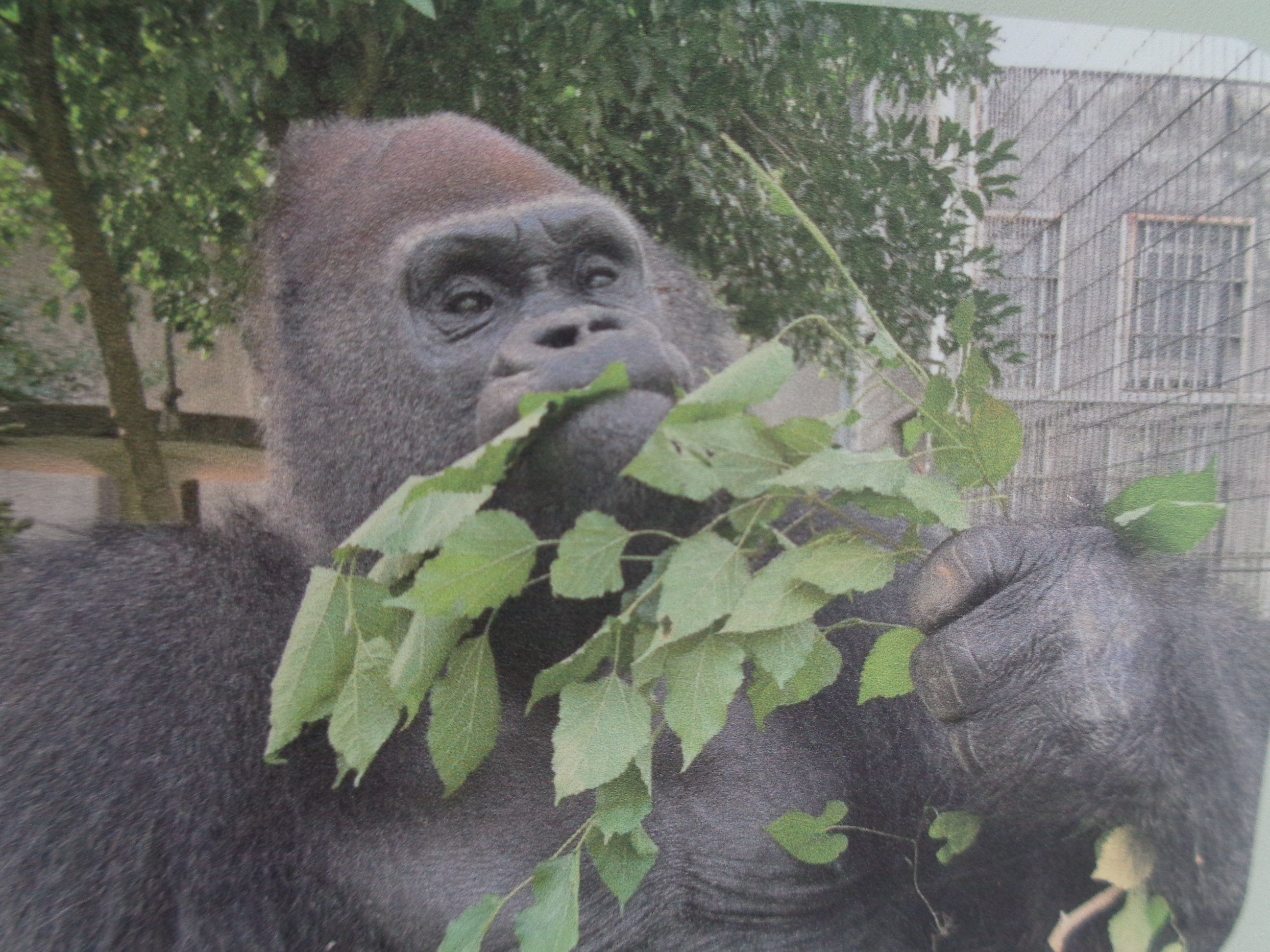 日本ゴリラ化計画】名古屋編2025夏③父シャバーニと息子キヨマサ