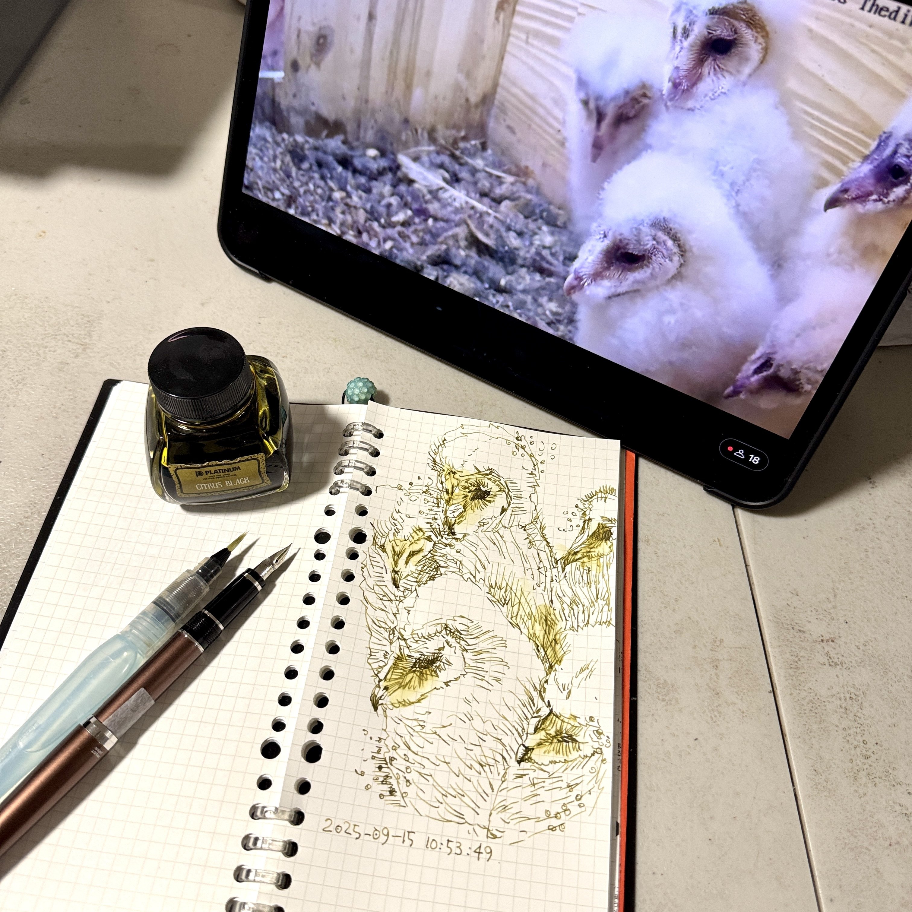 プラチナ万年筆 クラシック 『シトラス・ブラック』 インク(#466)｜Ako