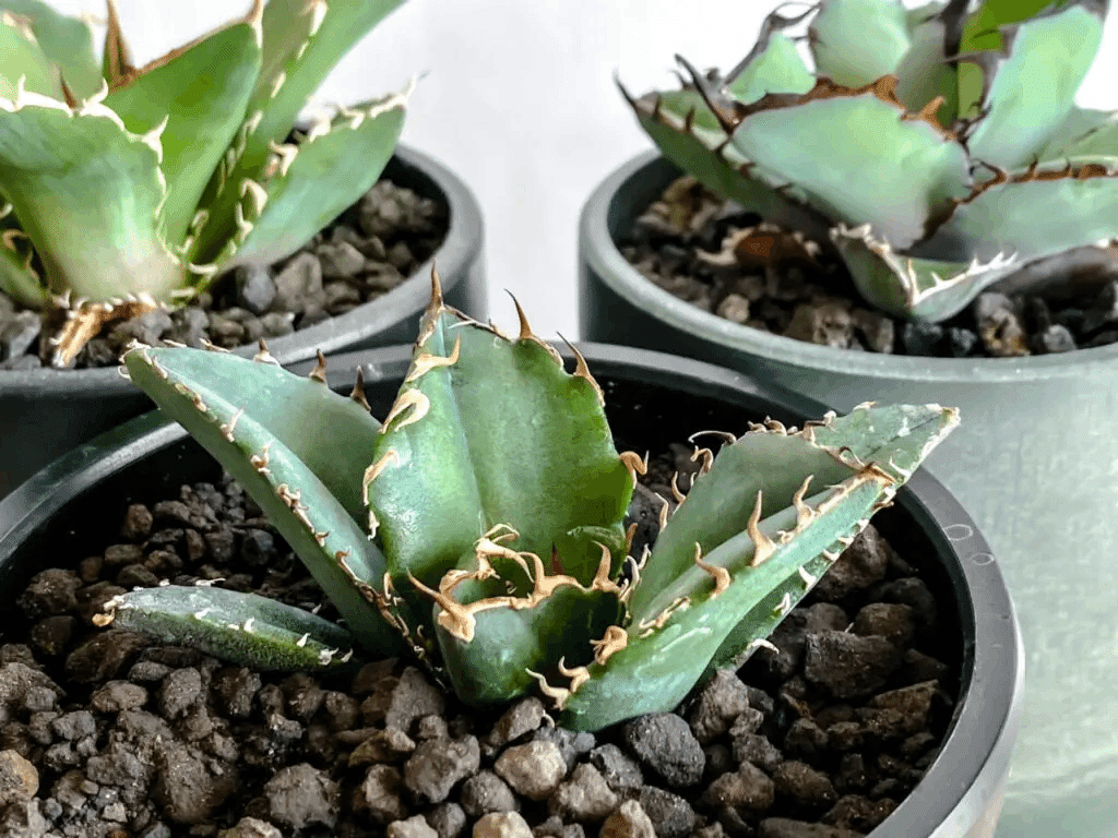 根活おじさんクワマンが語る】アガベの魅惑的な世界！初心者からマニア