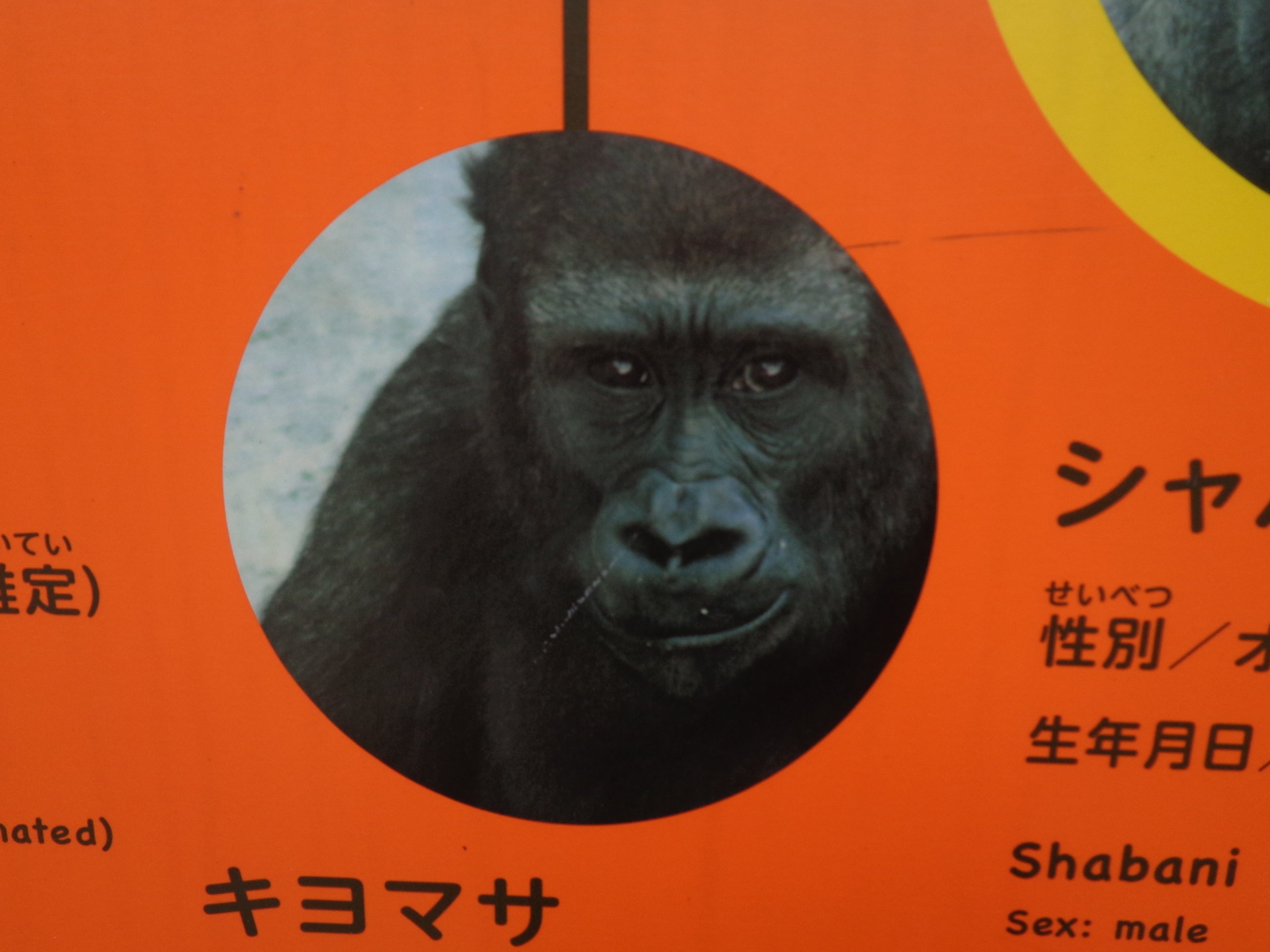 日本ゴリラ化計画】名古屋編2025夏③父シャバーニと息子キヨマサ