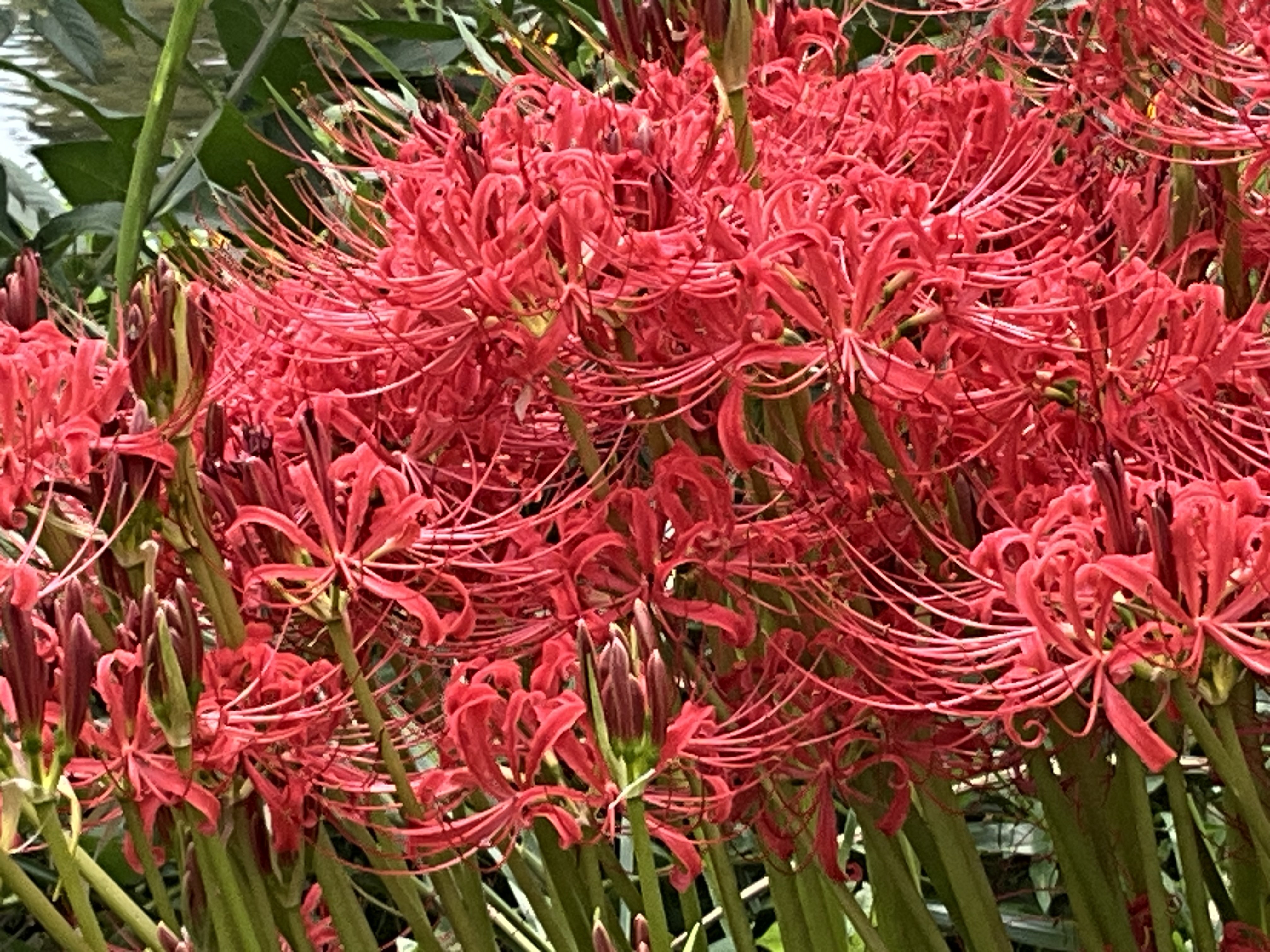 賀茂川河川敷に咲く曼珠沙華：2025年9月20日（土）｜藤井秀昭（『京都