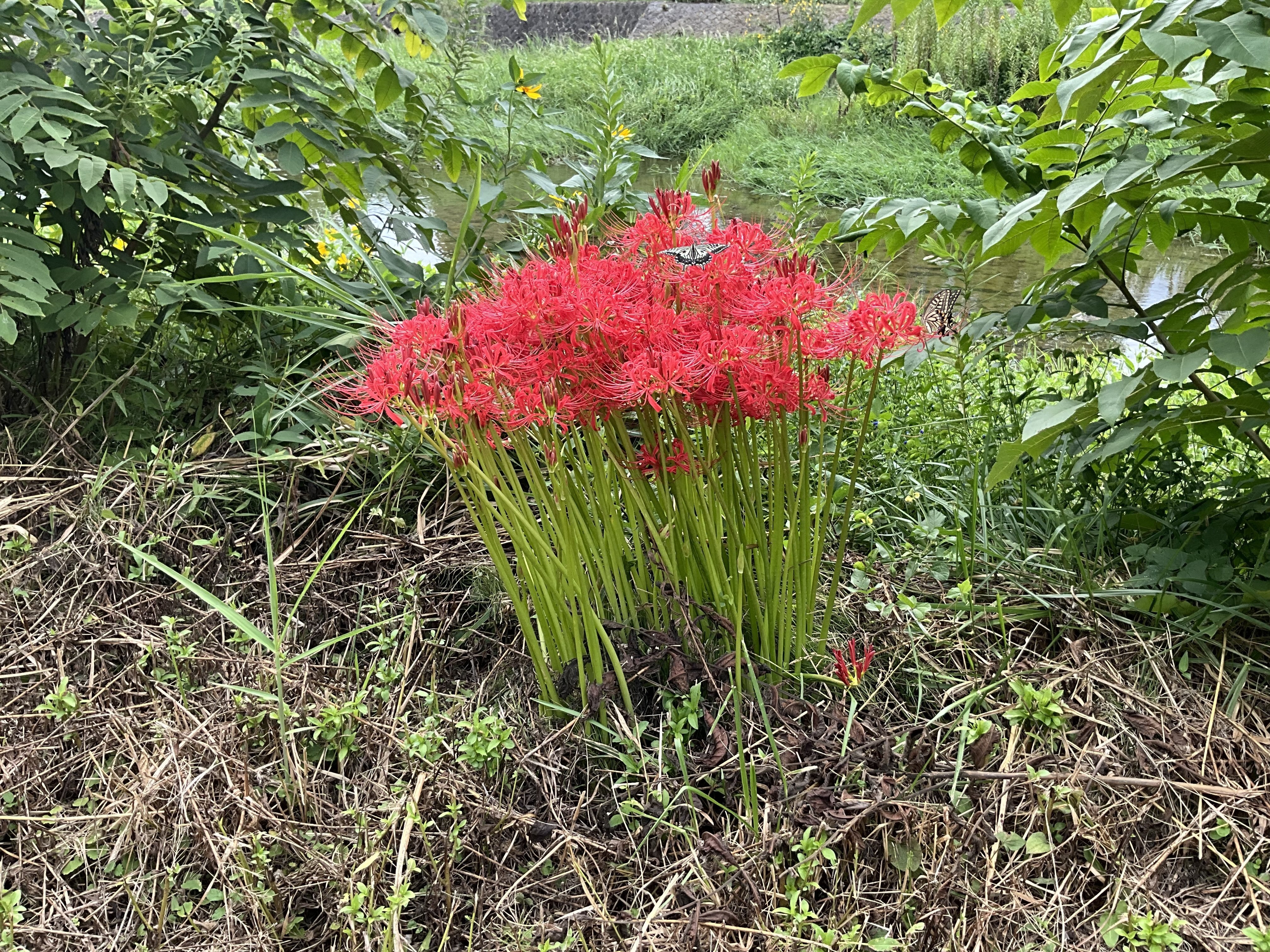 賀茂川河川敷に咲く曼珠沙華：2025年9月20日（土）｜藤井秀昭
