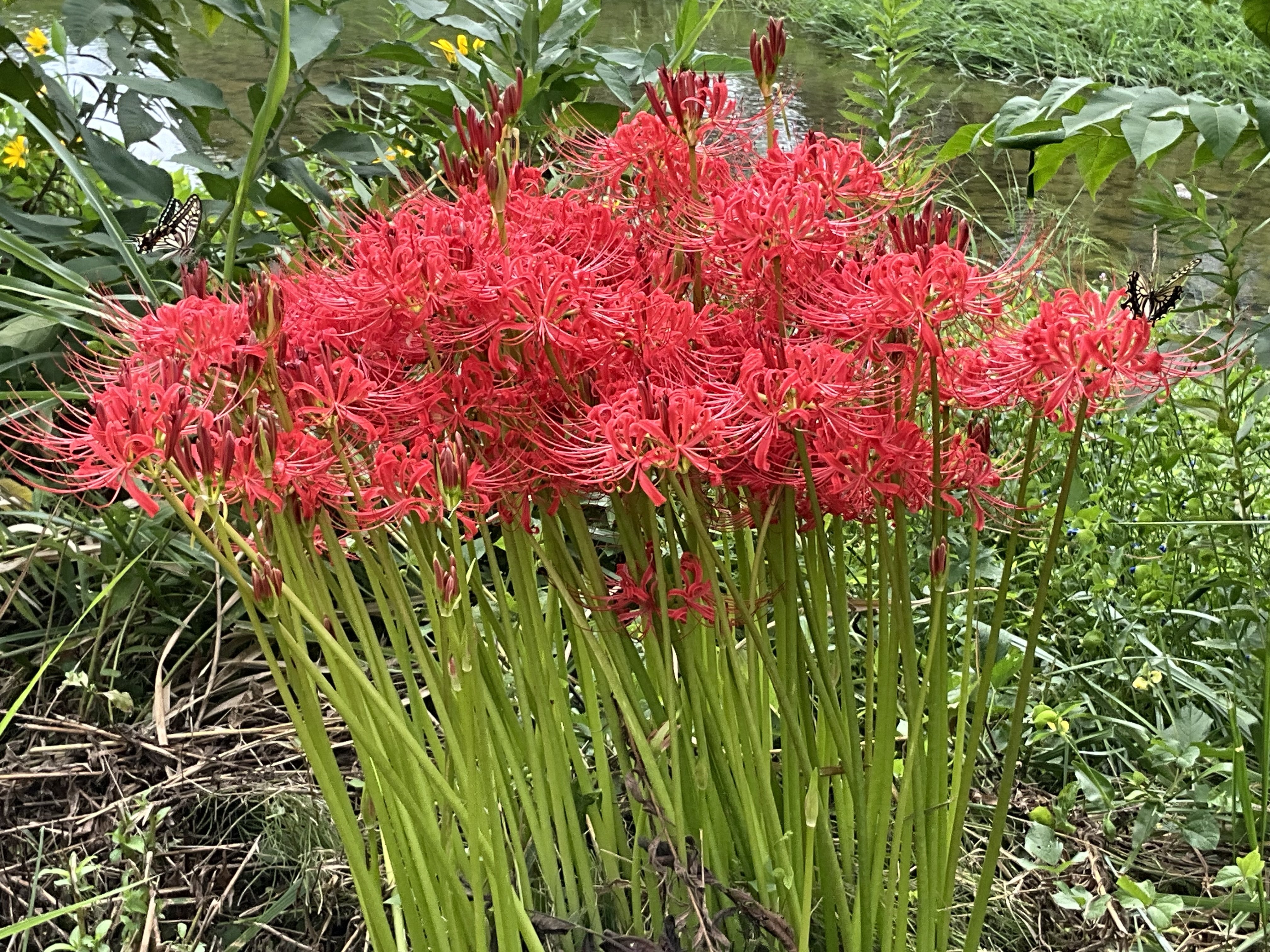 賀茂川河川敷に咲く曼珠沙華：2025年9月20日（土）｜藤井秀昭（『京都