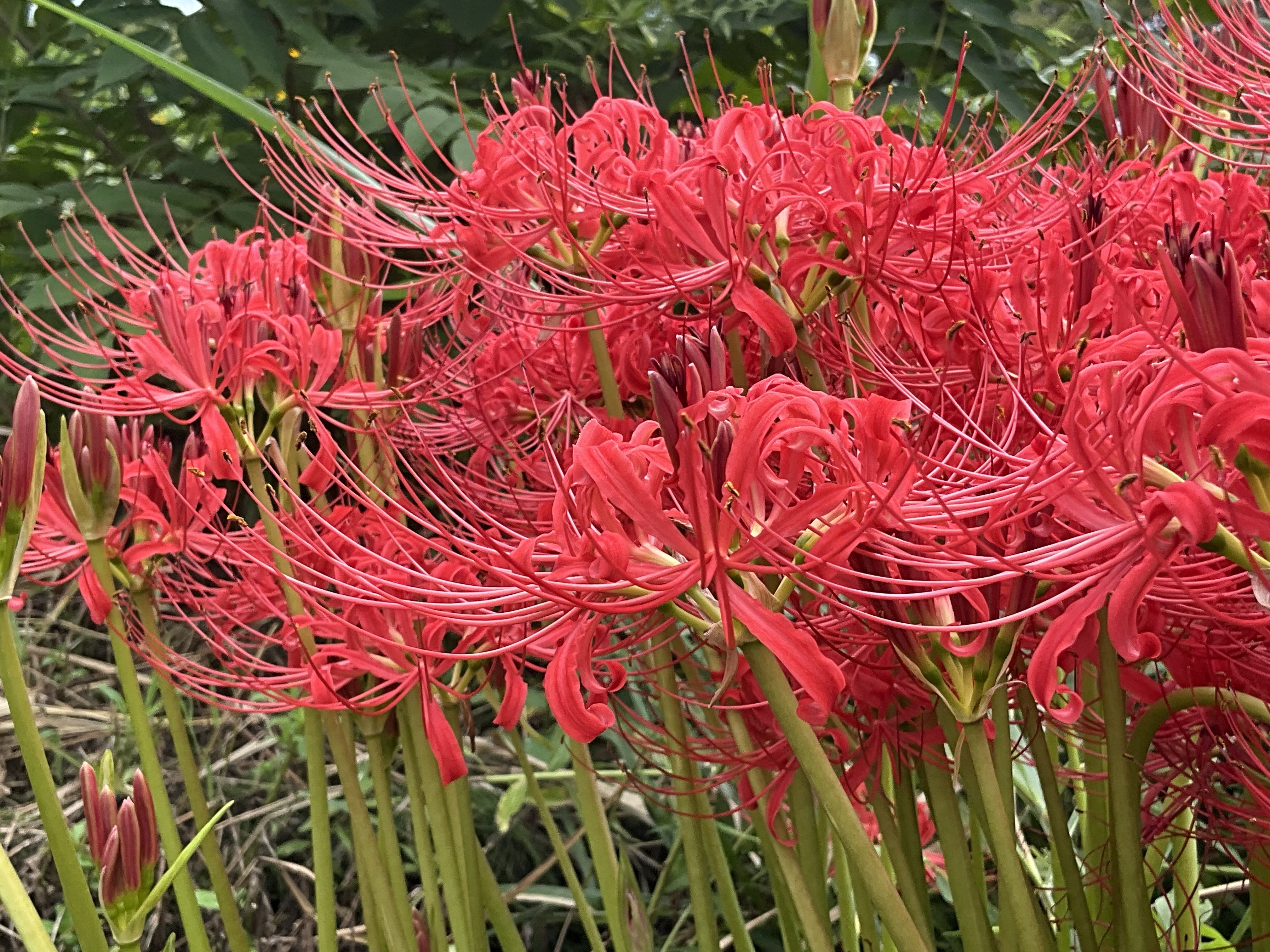 石垣と曼珠沙華 (彼岸花) 曼珠沙華のある時間が好き 【過去pic】 2022年の野見神社さんの