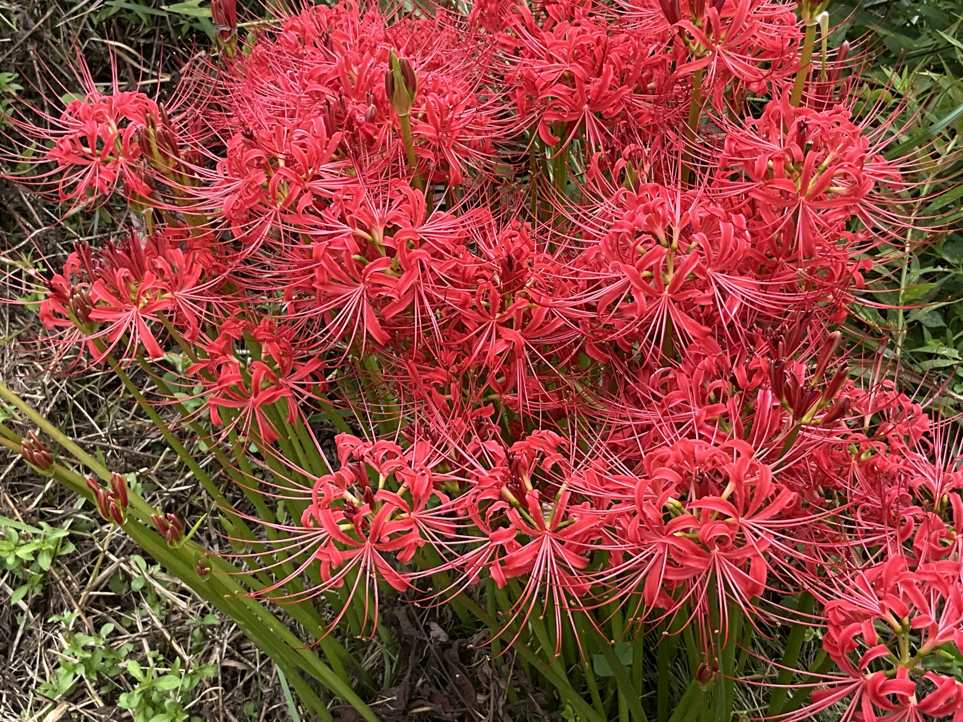 石垣と曼珠沙華 (彼岸花) 賀茂川河川敷に咲く曼珠沙華：2025年9月20日（土）｜藤井秀昭（『京都