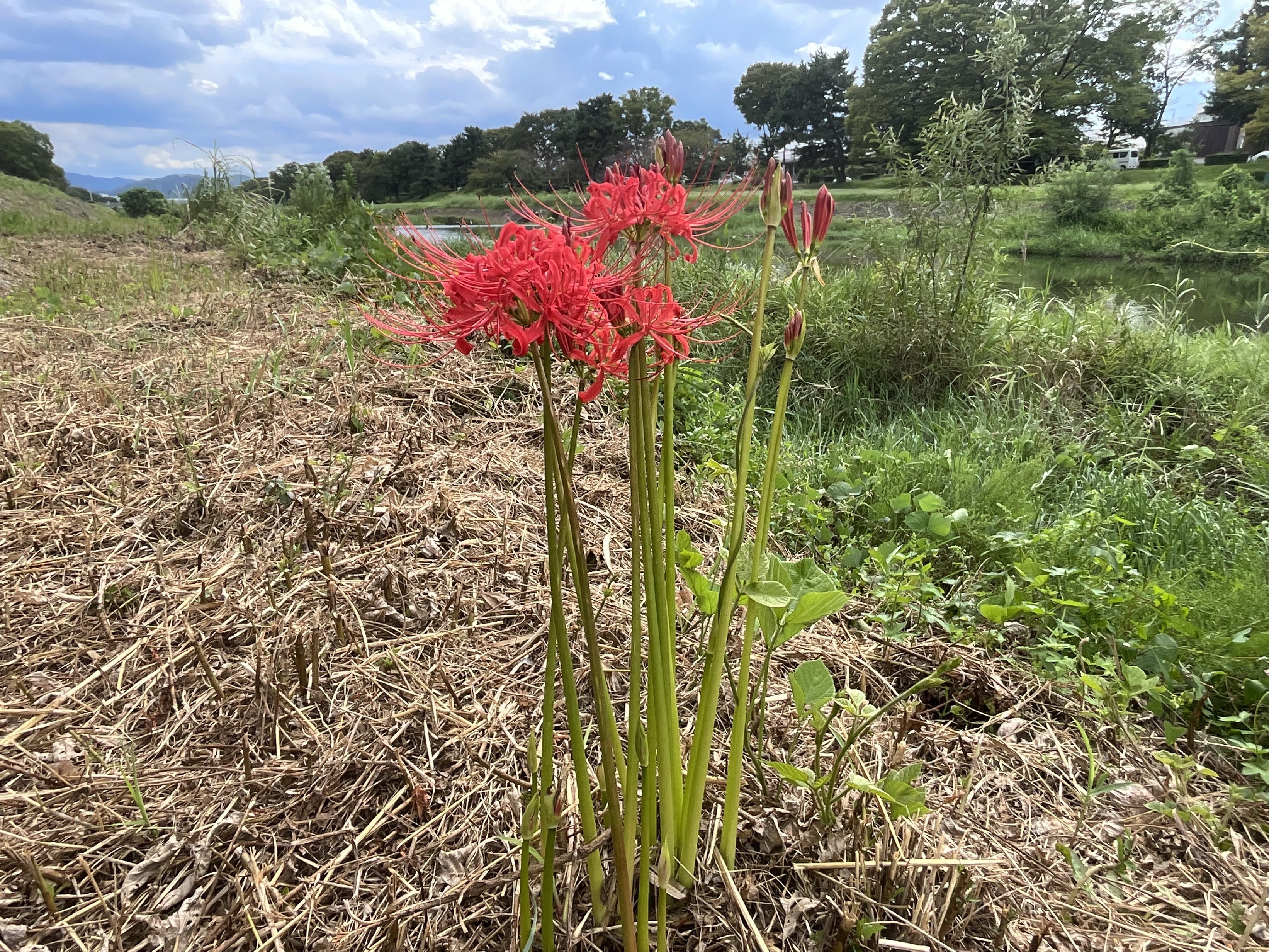 賀茂川河川敷に咲く曼珠沙華：2025年9月20日（土）｜藤井秀昭（『京都