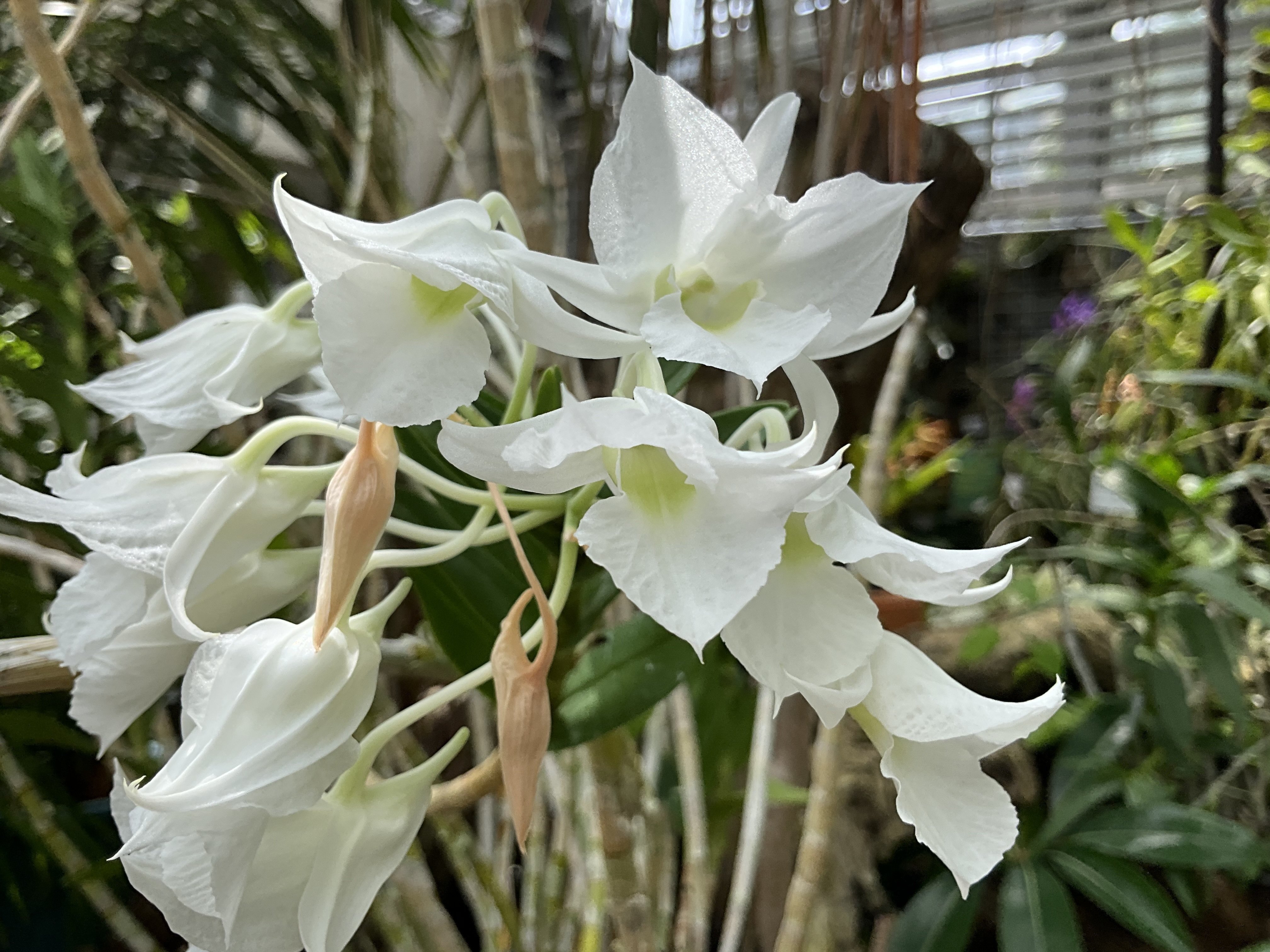 京都府立植物園に咲くランたち：2025年10月20日（月）｜藤井秀昭