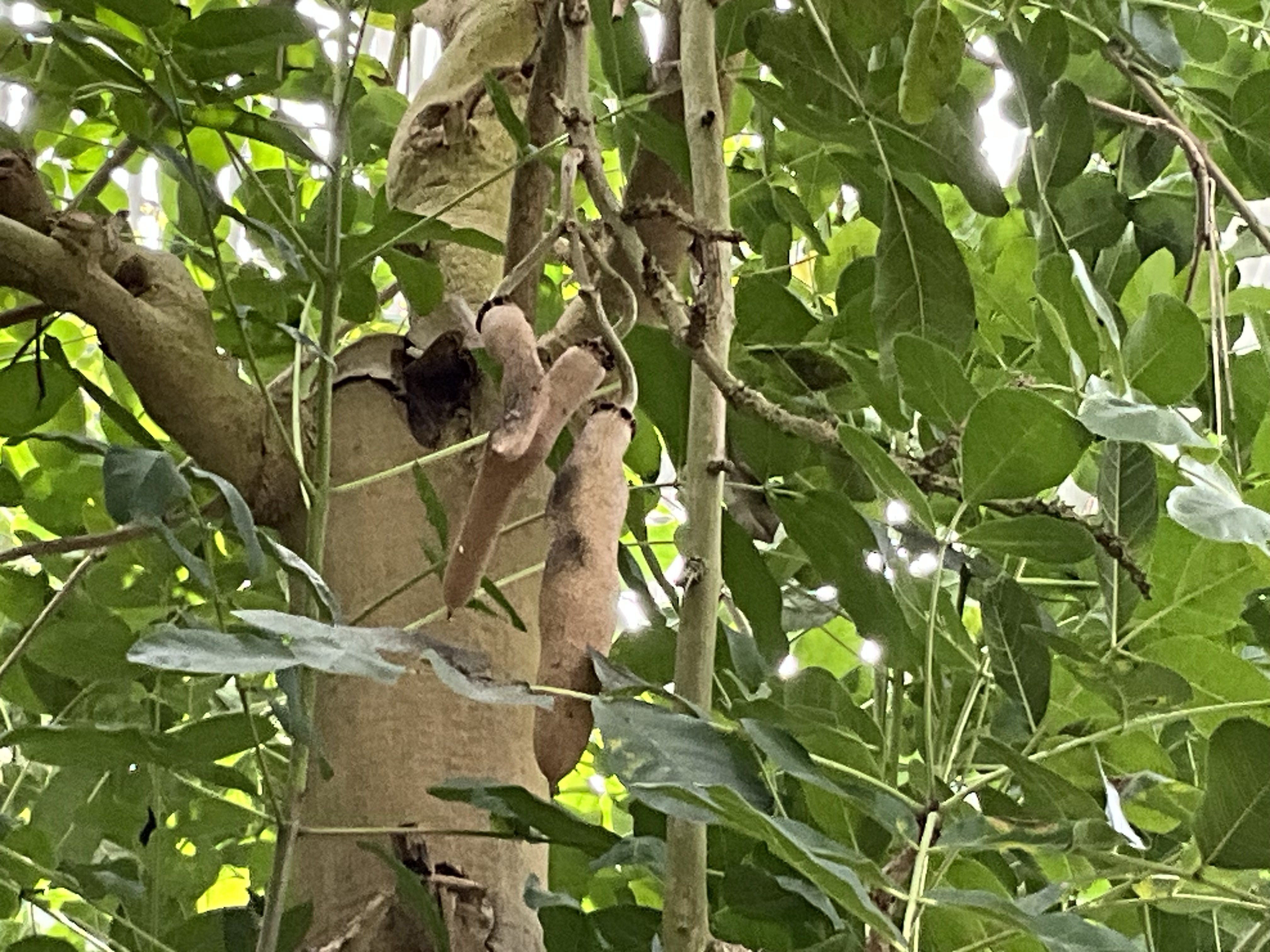 ソーセージノキの果実（京都府立植物園）：2025年10月27日（月）｜藤井