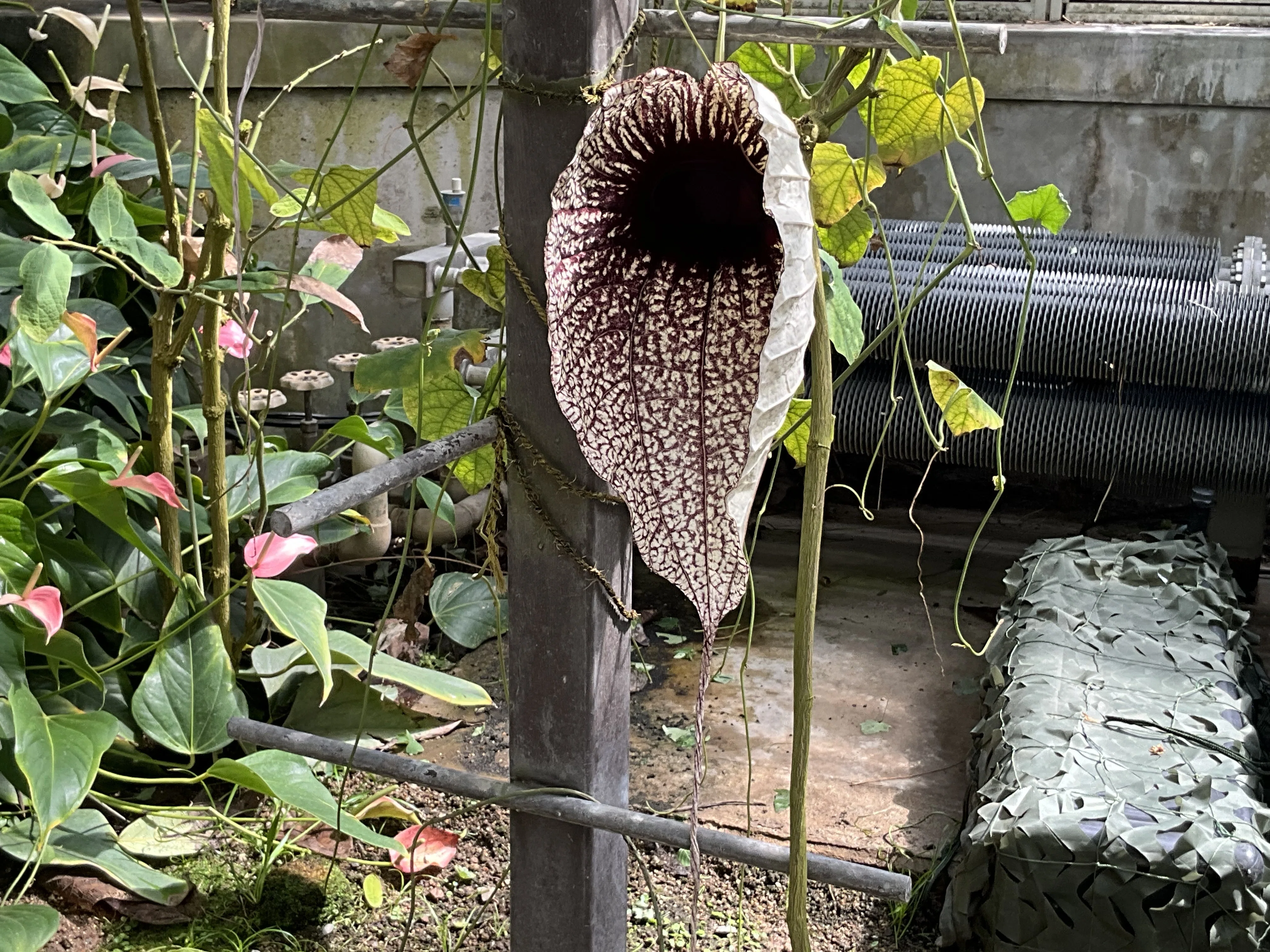 ペリカンバナ（京都府立植物園）：2025年10月1日（水）｜藤井秀昭