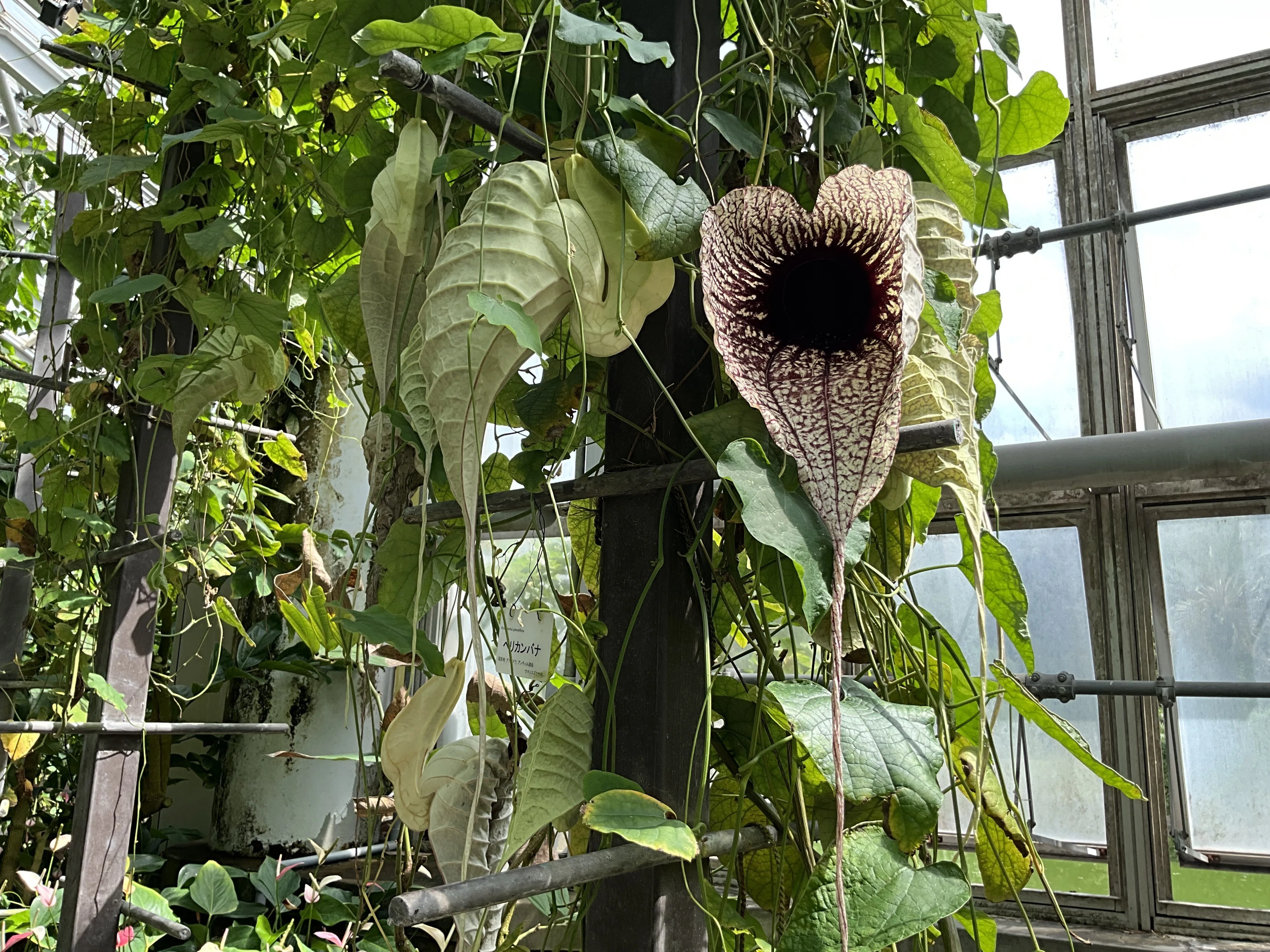 160㎝開花視野◆幻の、ゴールデンブラジル.バナナ苗◆南米トップ高糖度◆耐寒低木 1758210360-