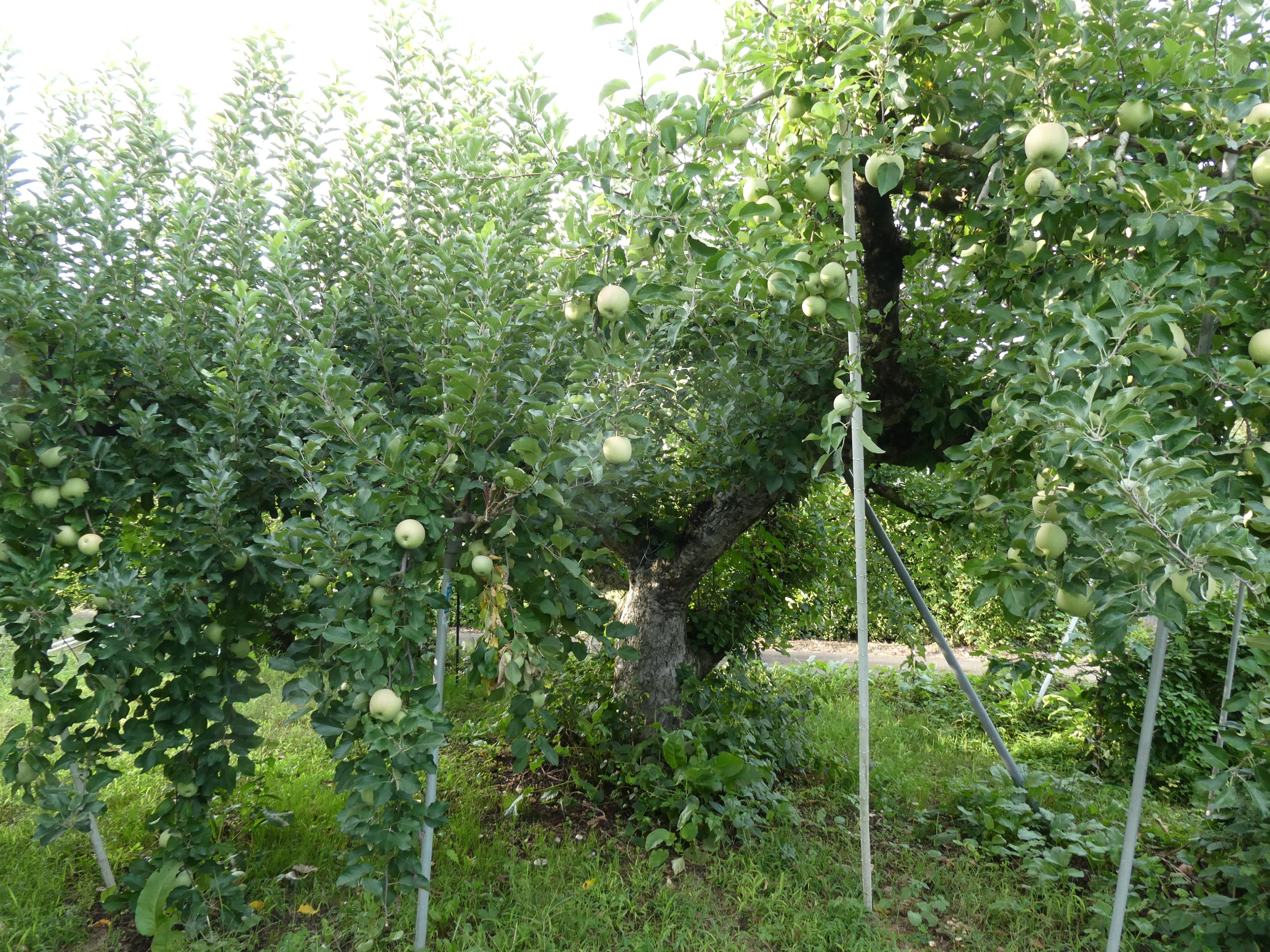 りんごの生育レポート＃2025年9月｜クニミノマド オーナー制度