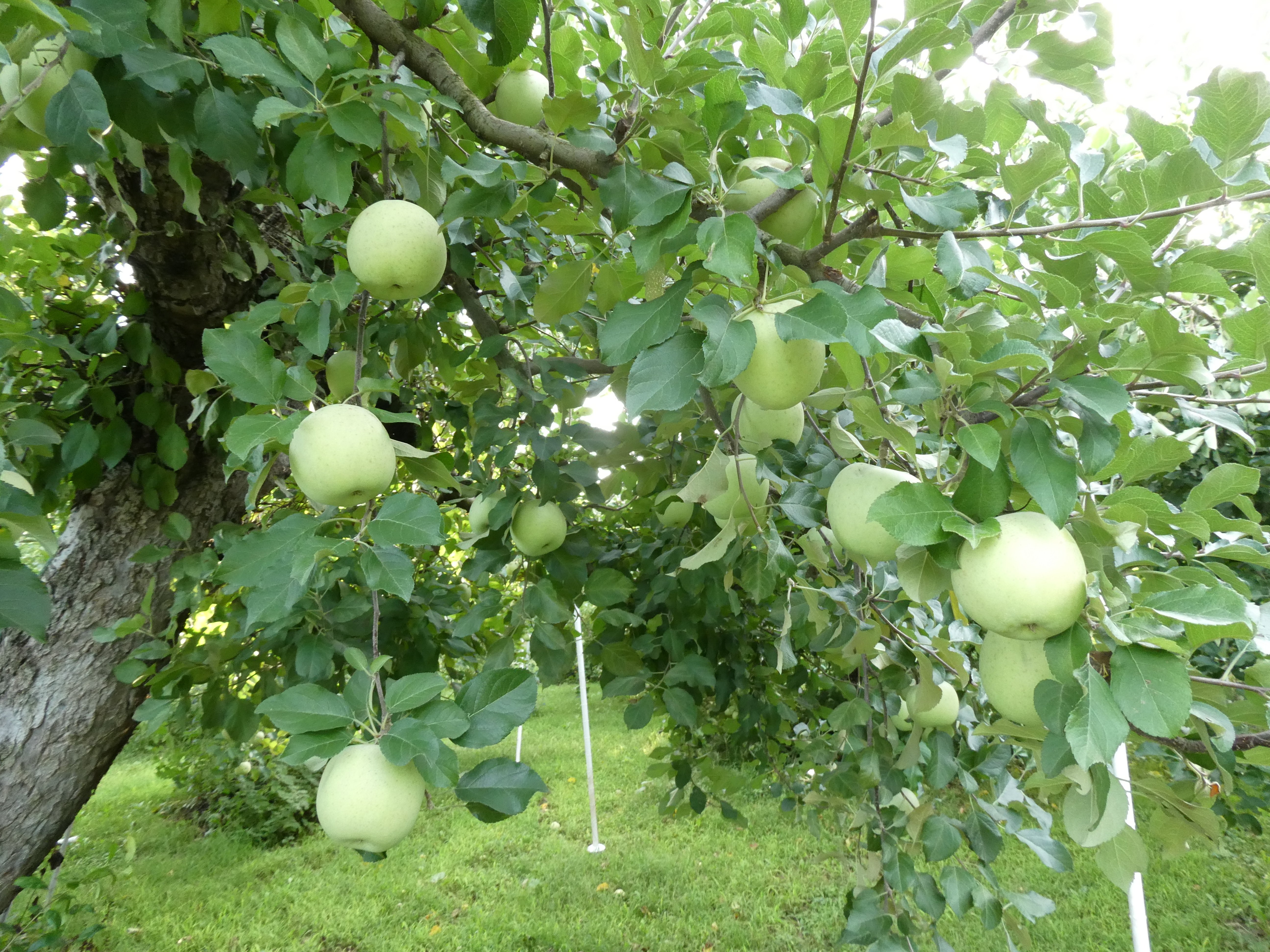 りんごの生育レポート＃2025年9月｜クニミノマド オーナー制度