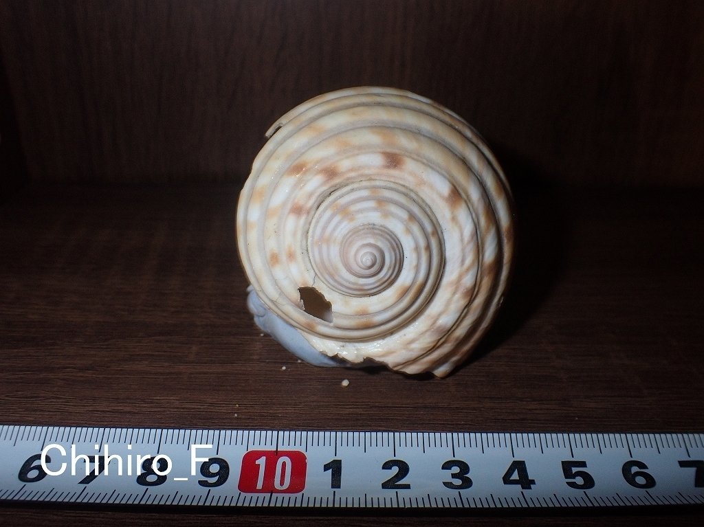 拾いに行くならこんな貝殻③サラサバテイ、ヤツシロガイ、ビワガイ