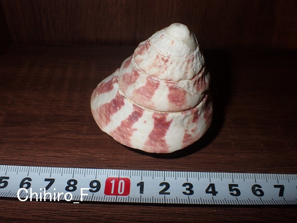 拾いに行くならこんな貝殻③サラサバテイ、ヤツシロガイ、ビワガイ