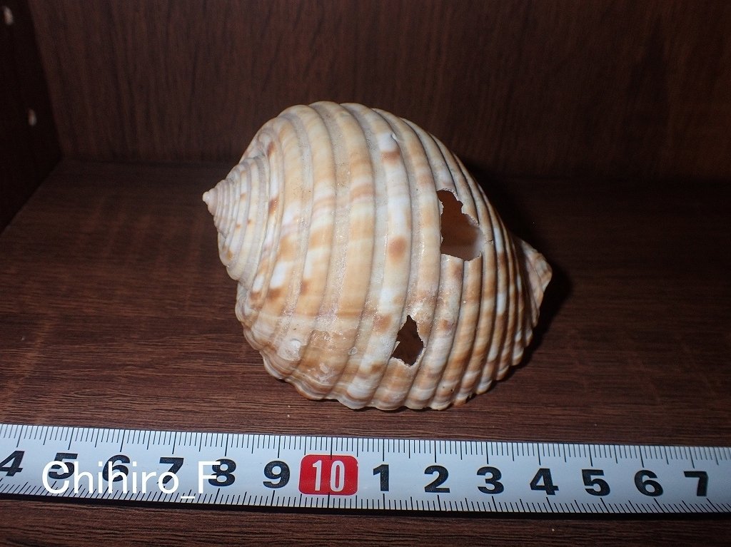 貝　オウム貝　3つ 拾いに行くならこんな貝殻③サラサバテイ、ヤツシロガイ、ビワガイ