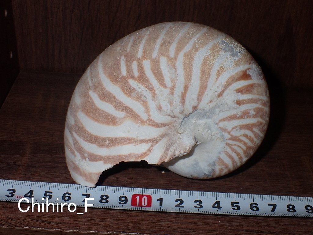 拾いに行くならこんな貝殻③サラサバテイ、ヤツシロガイ、ビワガイ