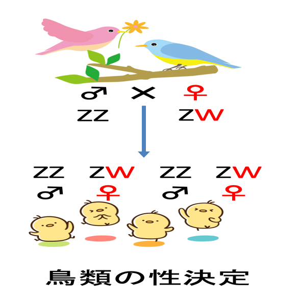鳥類の性決定図（詳しい模式図）