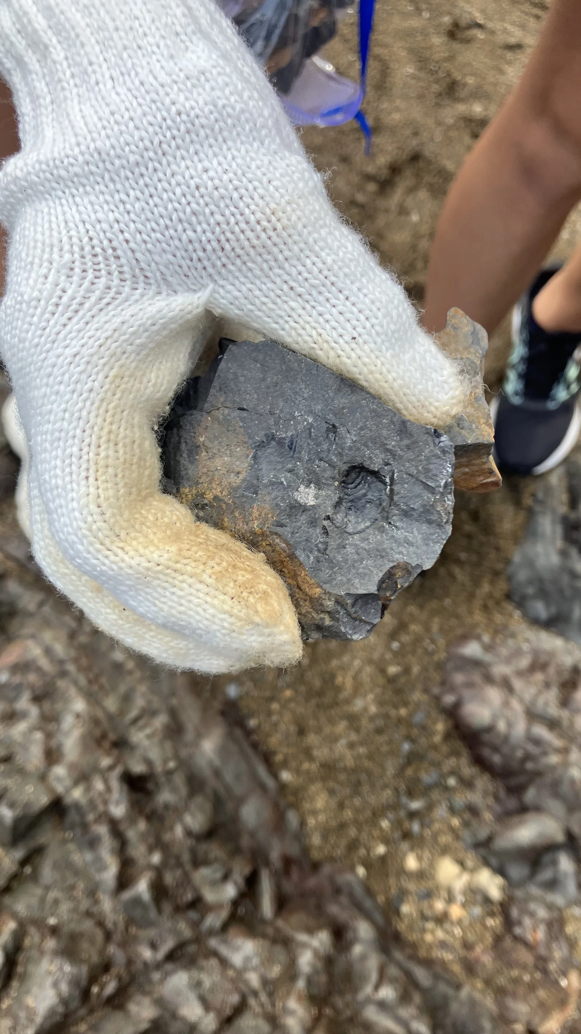 修学旅行！夢の恐竜化石発見へ！！｜鳥羽恐竜研究振興会