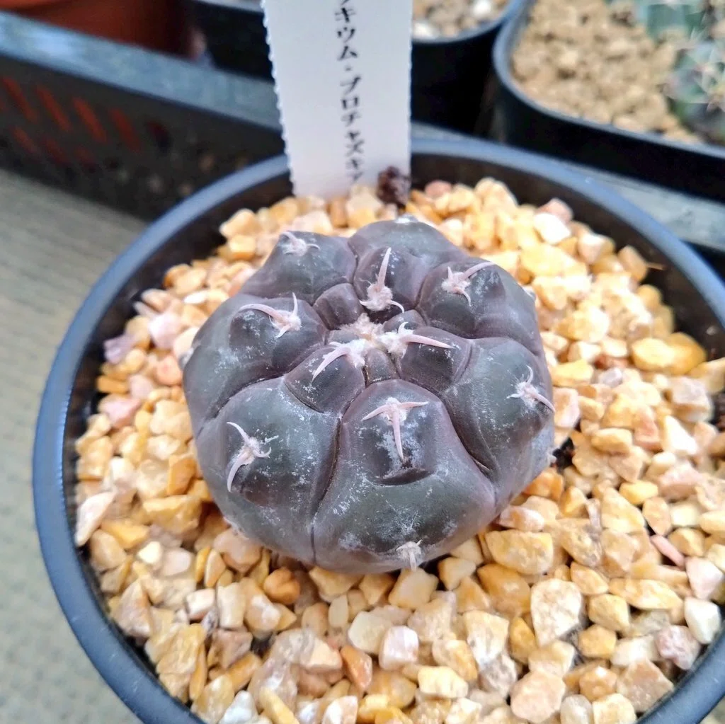 紅蛇丸｜文守 萌樹