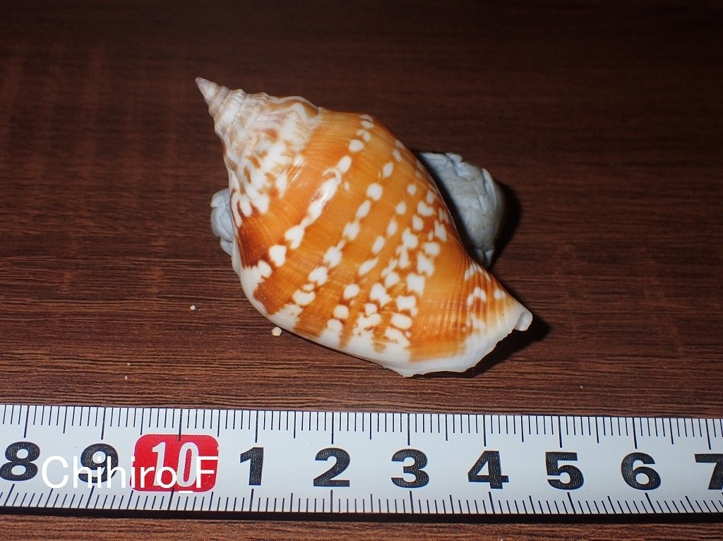 海花セール❣️ カラフル ミリオクラダス　シェル　巻貝　貝殻　0720-4 海花セール❣️ カラフル ミリオクラダス シェル 巻貝 貝殻 0720-4