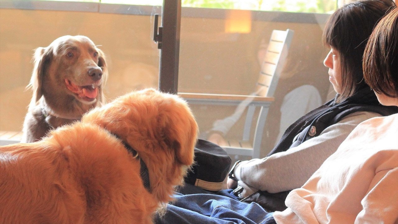 ペットと泊まれる関東の宿5選｜小型犬と楽しむ週末温泉ドライブ