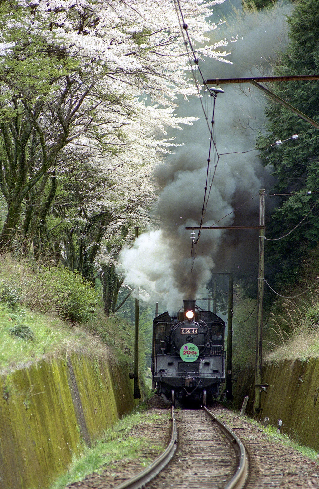 v093, 大井川鉄道：桜 （1990年）｜ひろやん