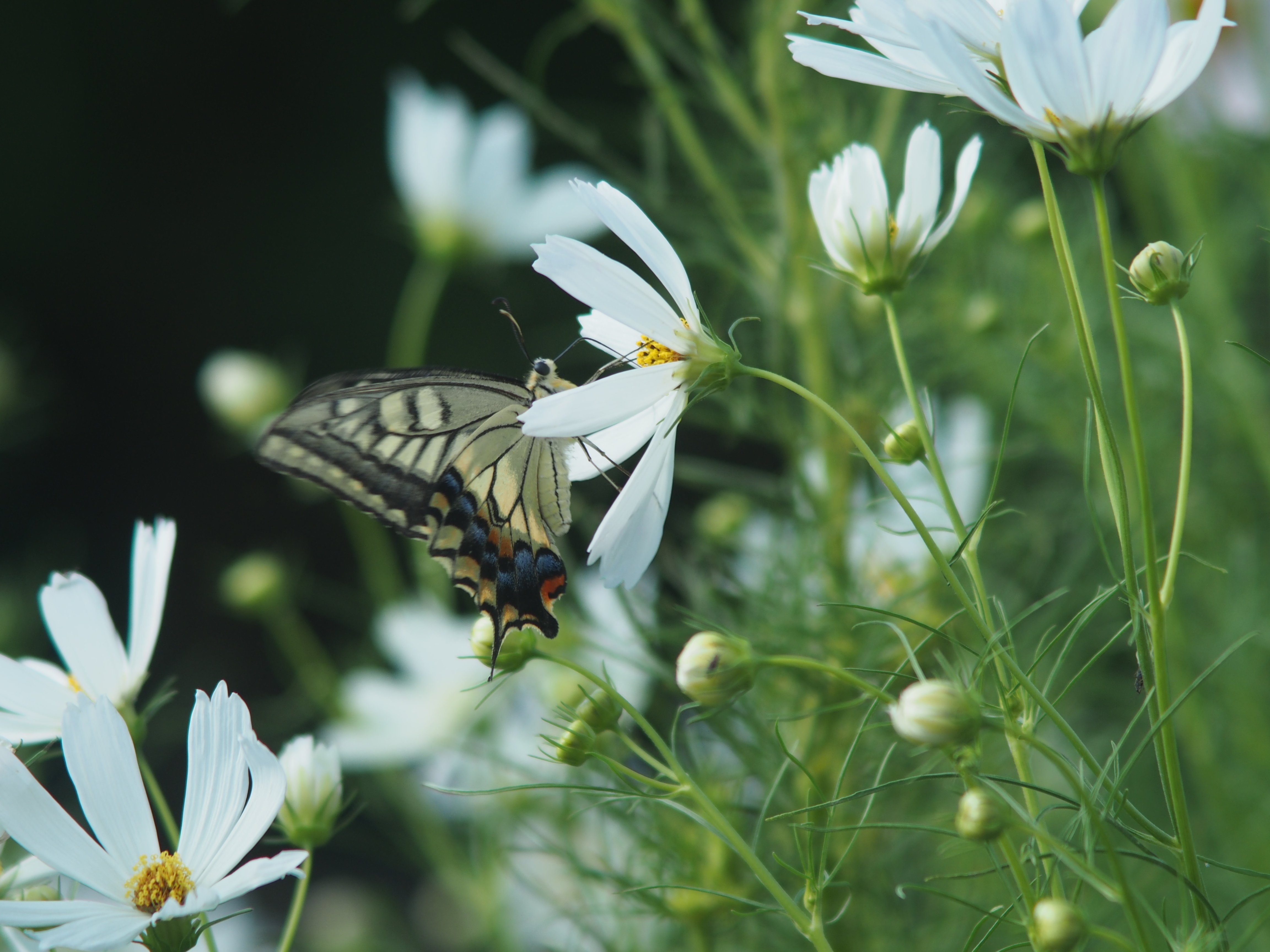 OM-ZUIKOの世界(その8：75-150mmF4)｜cherubino