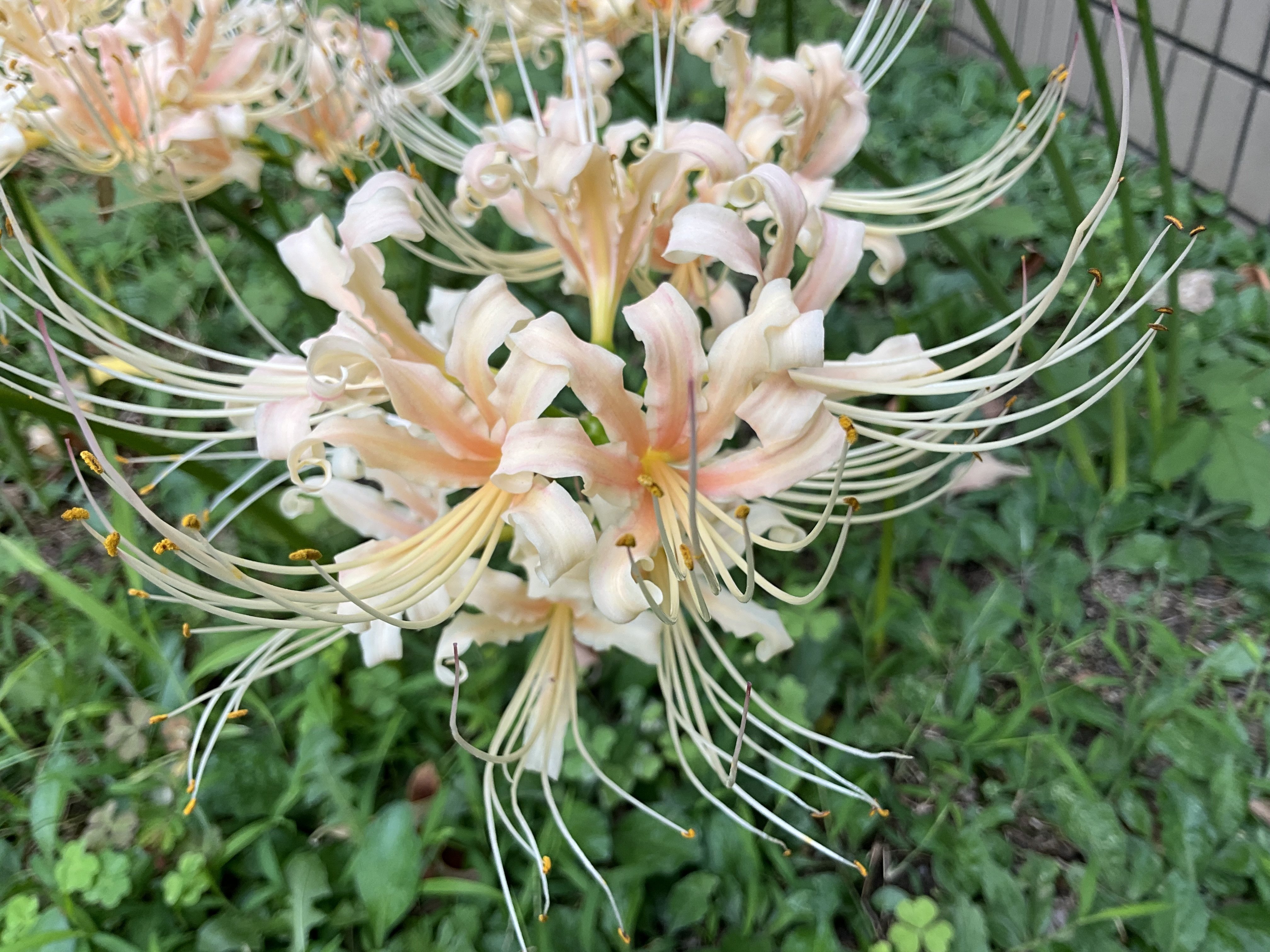 賀茂川河川敷に咲く曼珠沙華：2025年9月20日（土）｜藤井秀昭（『京都