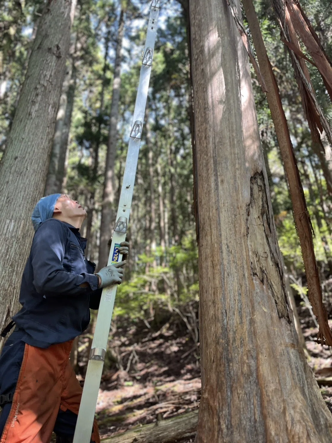 枯損木、支障枝伐採🌳|加藤純 京津畑地域おこし協力隊