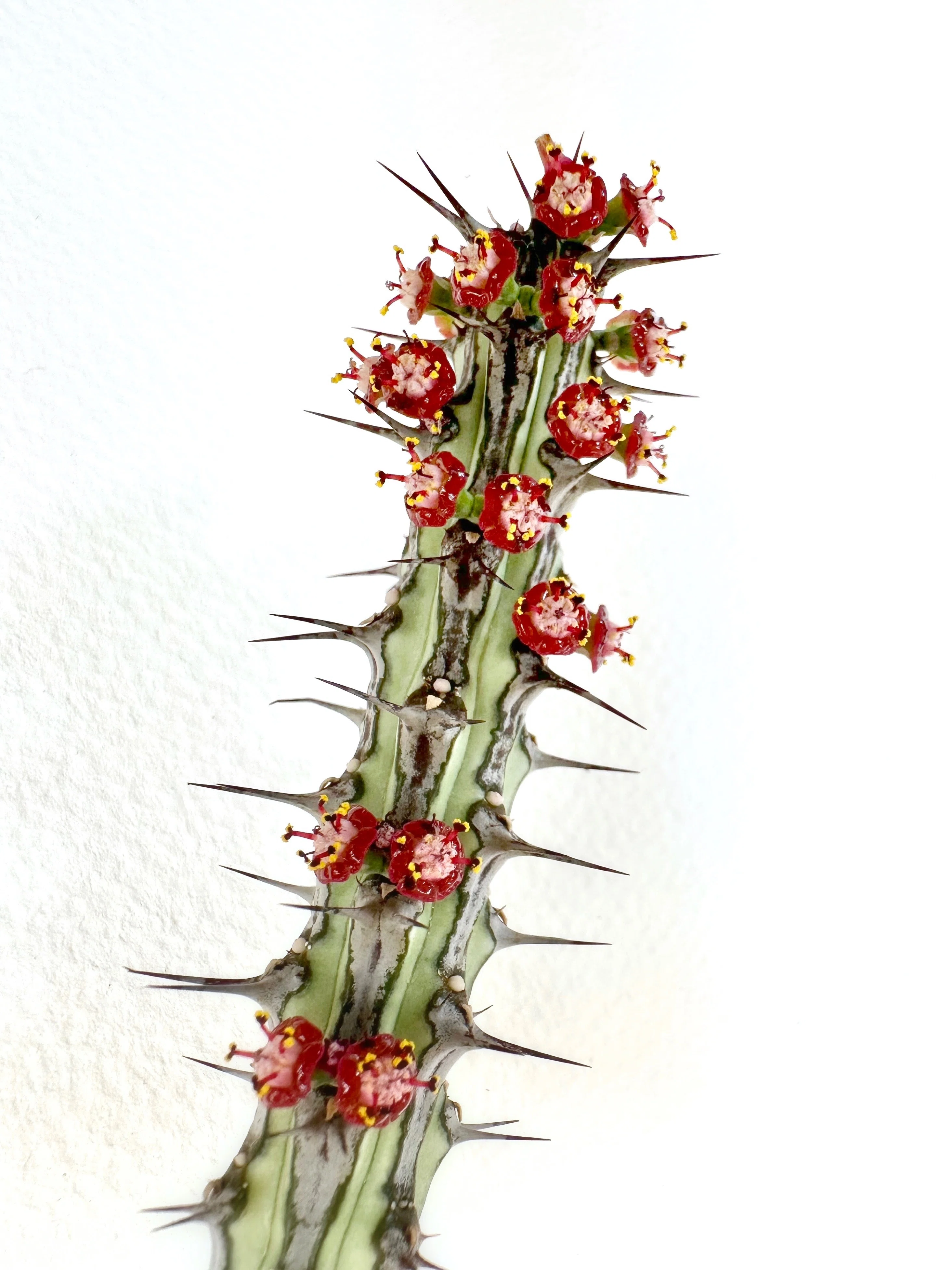 Euphorbia sp. nova Somalia Hordio silver form 開花 蕊出現の様子｜暇人