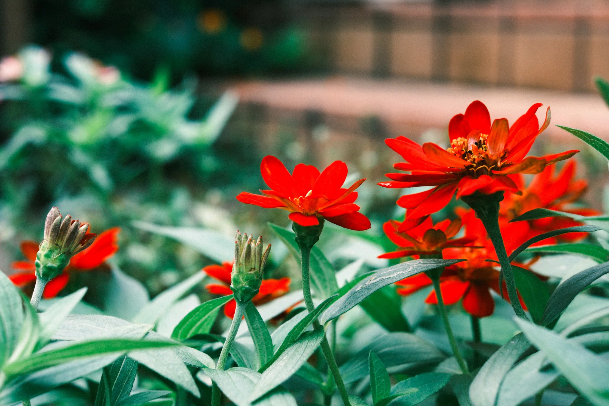 XF35mm f1.4 Rが本当に神レンズな件｜kEigo
