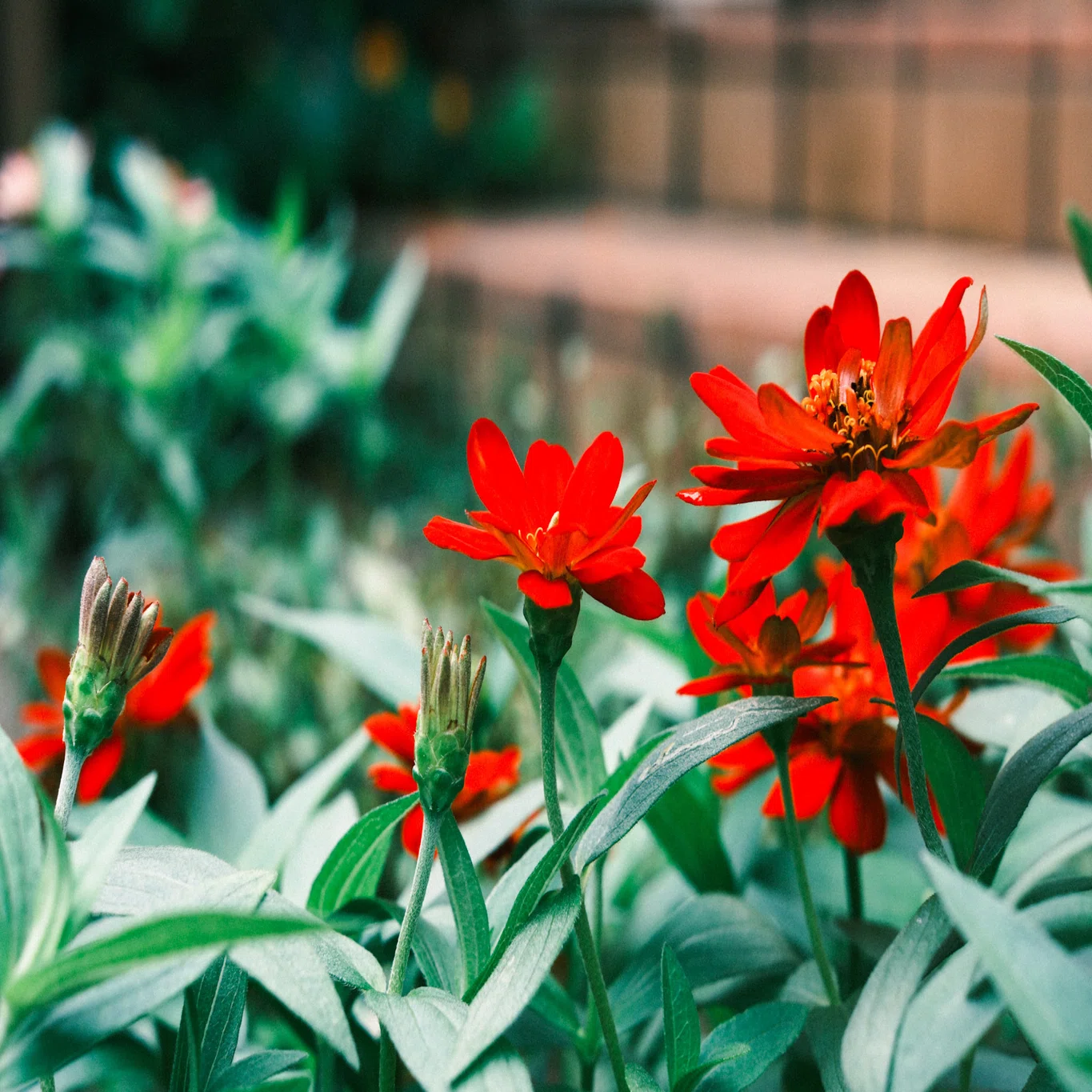 XF35mm f1.4 Rが本当に神レンズな件｜kEigo