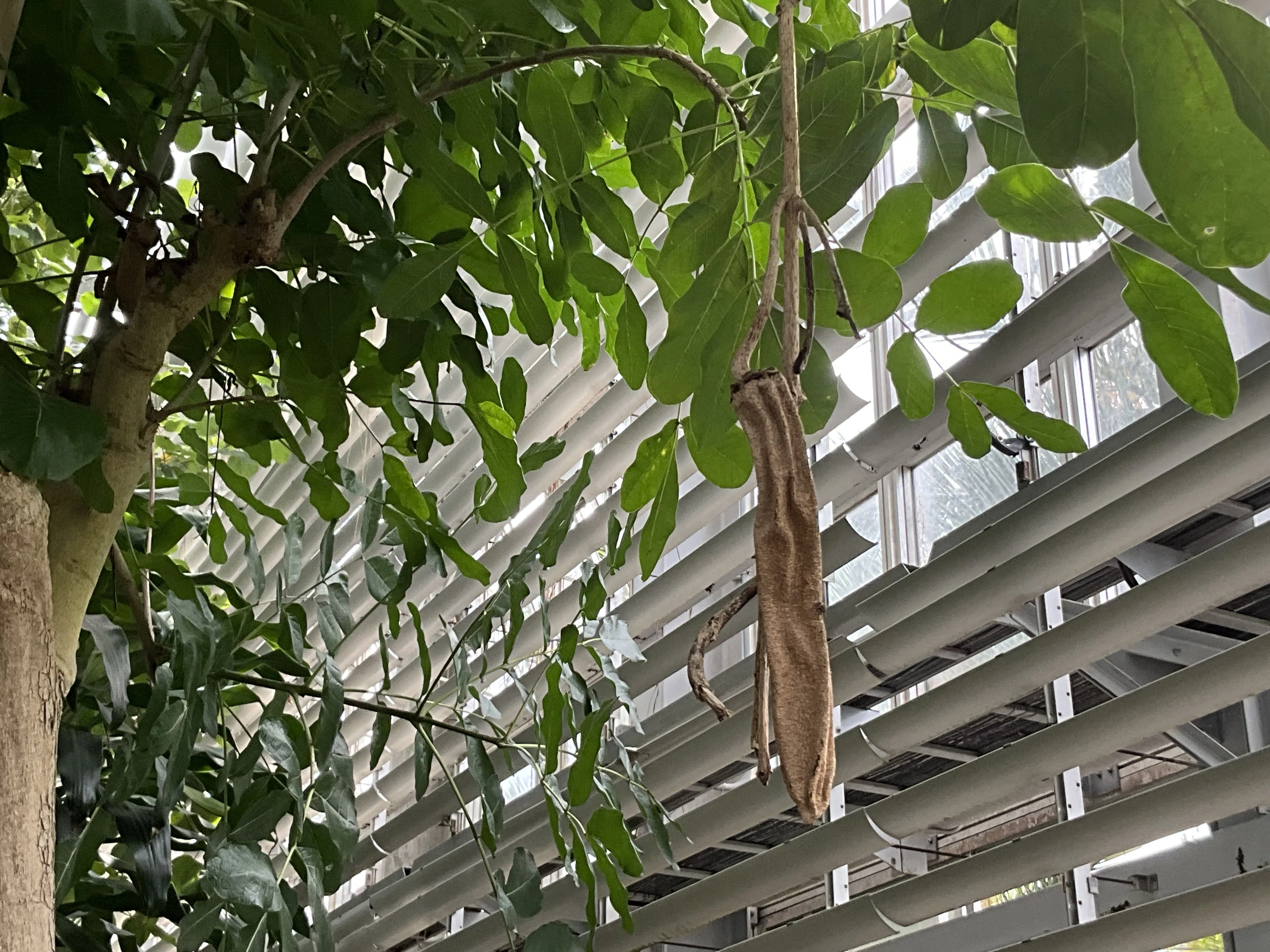 ソーセージノキの果実（京都府立植物園）：2025年10月27日（月）｜藤井