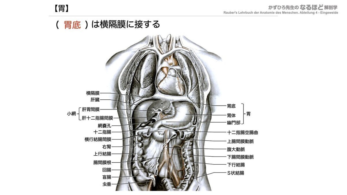 わかりやすい解剖生理学】 消化器系② 胃・小腸 一問一答｜かずひろ