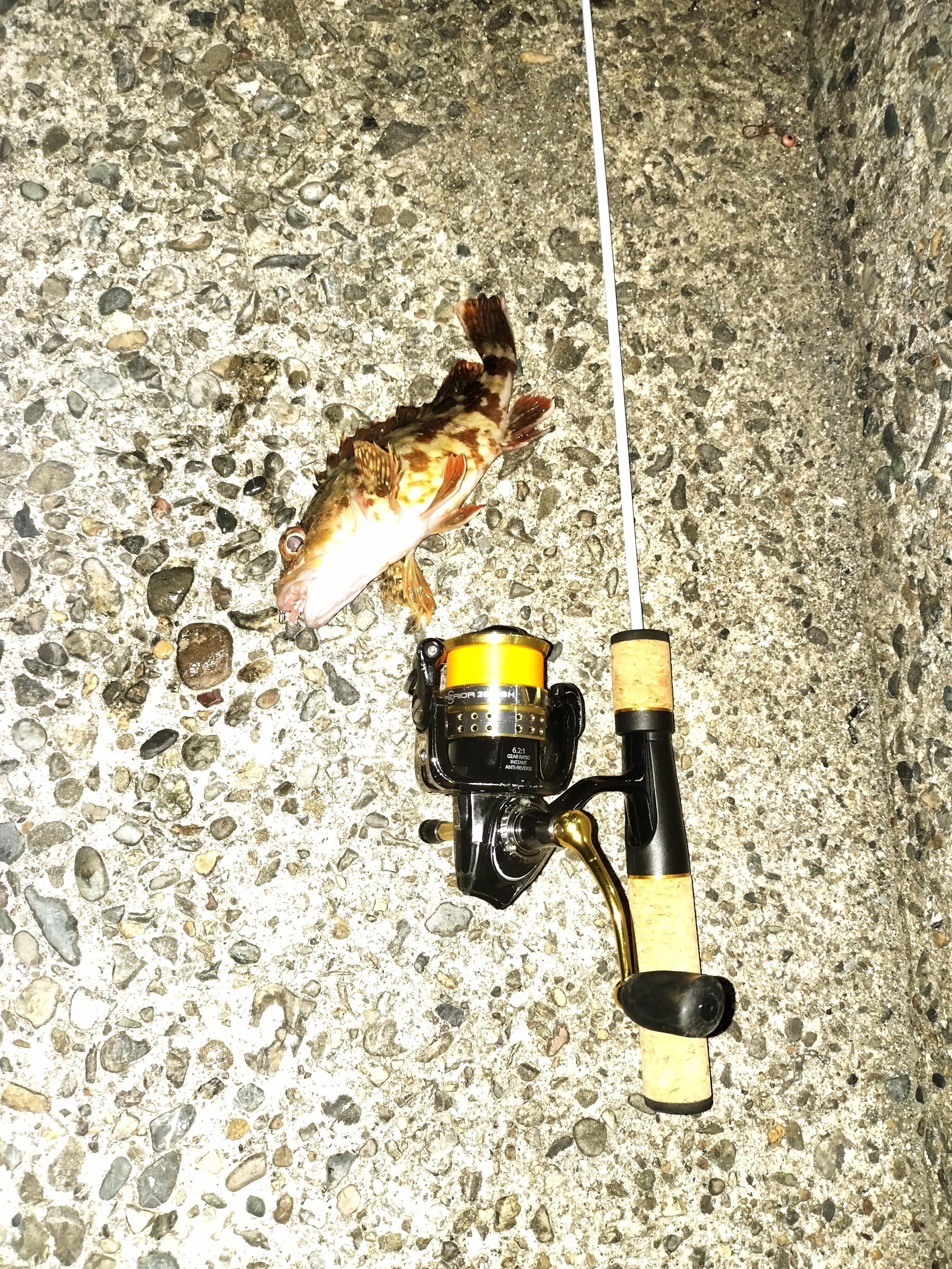 鱒レンジャー｜A Lifelong Beginner Aji Angler