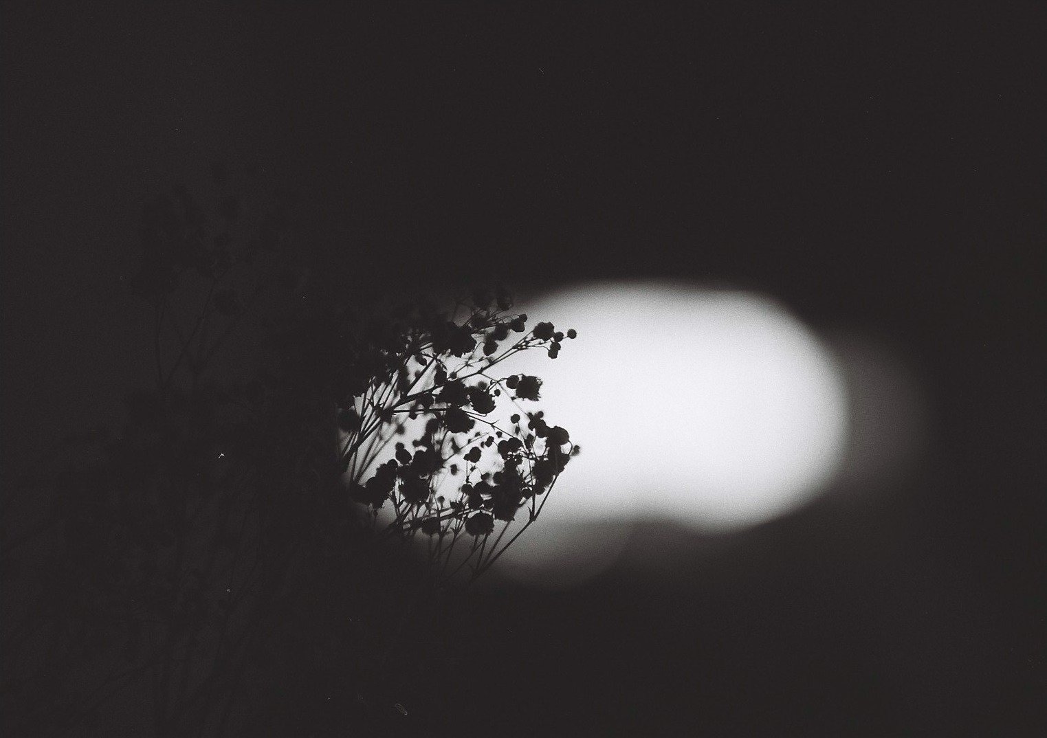 ◑ TAMRON SP 90mm F2.5 ｜いつかどこかで