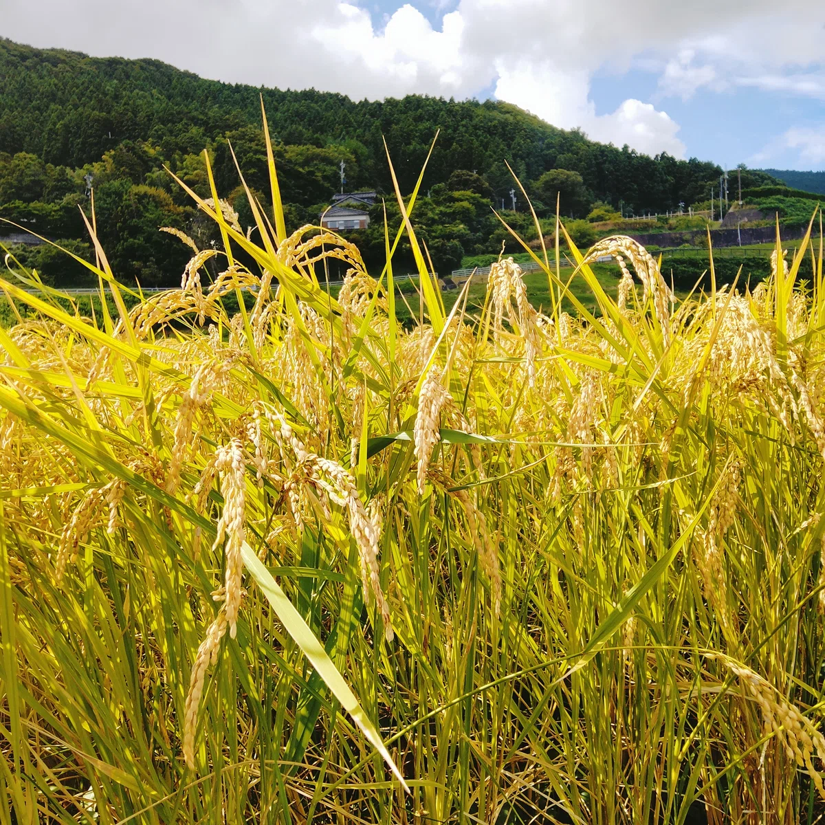 [Learning Traditional Crafts, Learning Traditional Farming] Part 4 ...