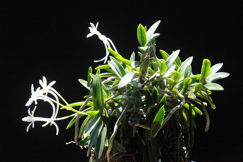 富貴蘭「紅緑宝」の花｜KJ Morison