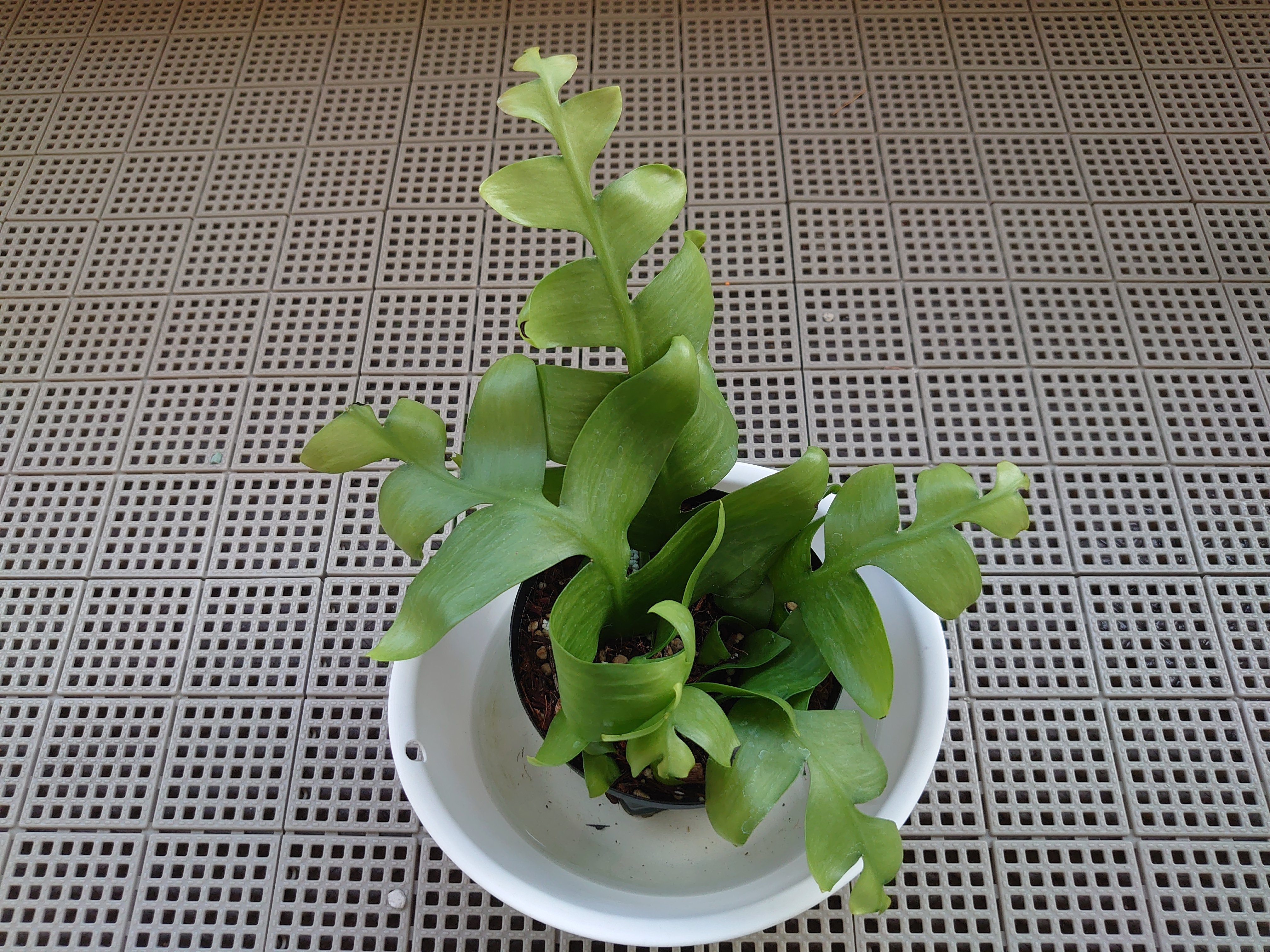 観葉植物　エピフィラムクリソカルディウム 楽天市場】おしゃれ 観葉植物：エピフィラム クリソカルディウム*5号