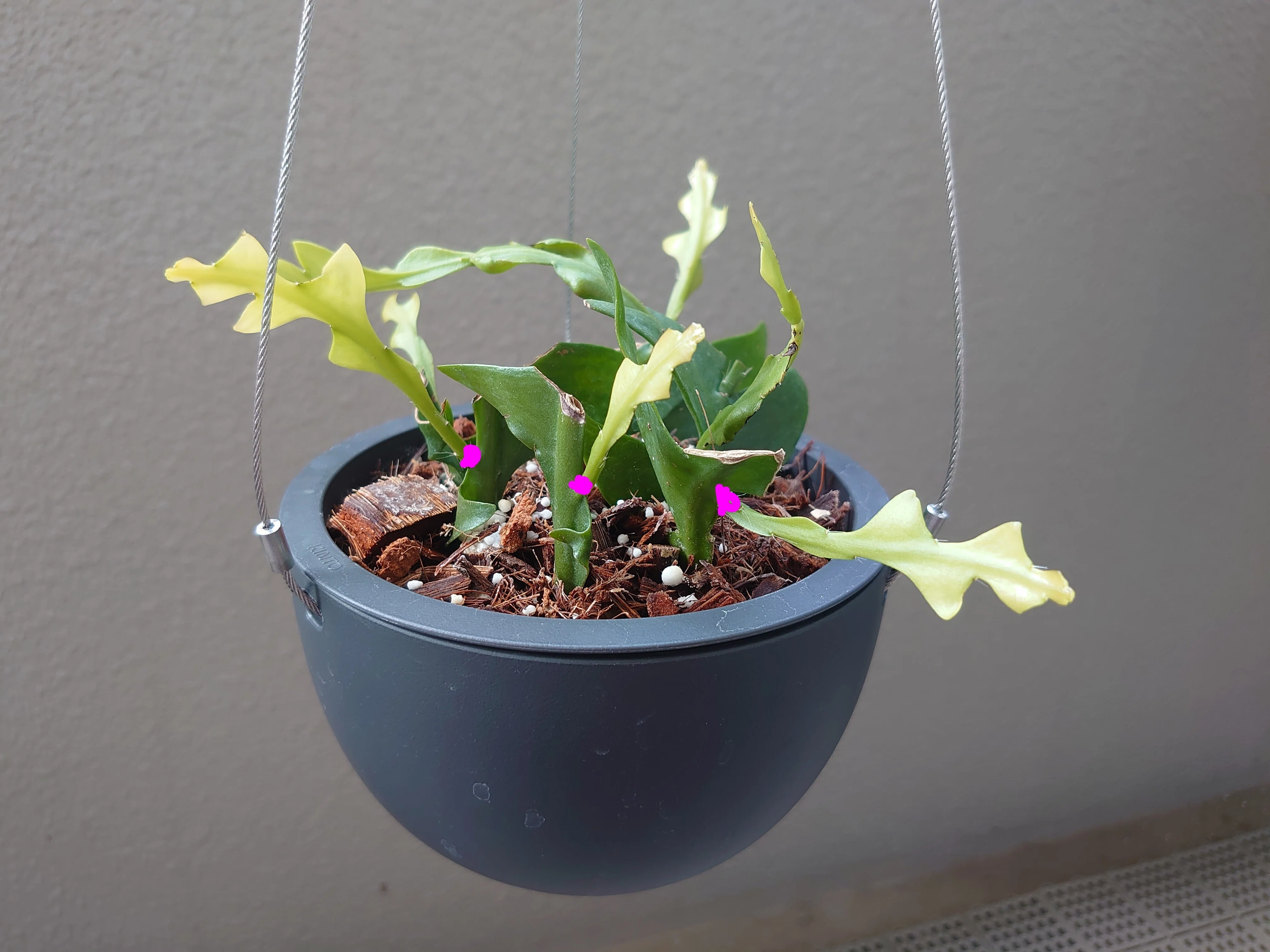 エピフィラムクリソカルディウムの剪定と植え替え｜KOTAKAO